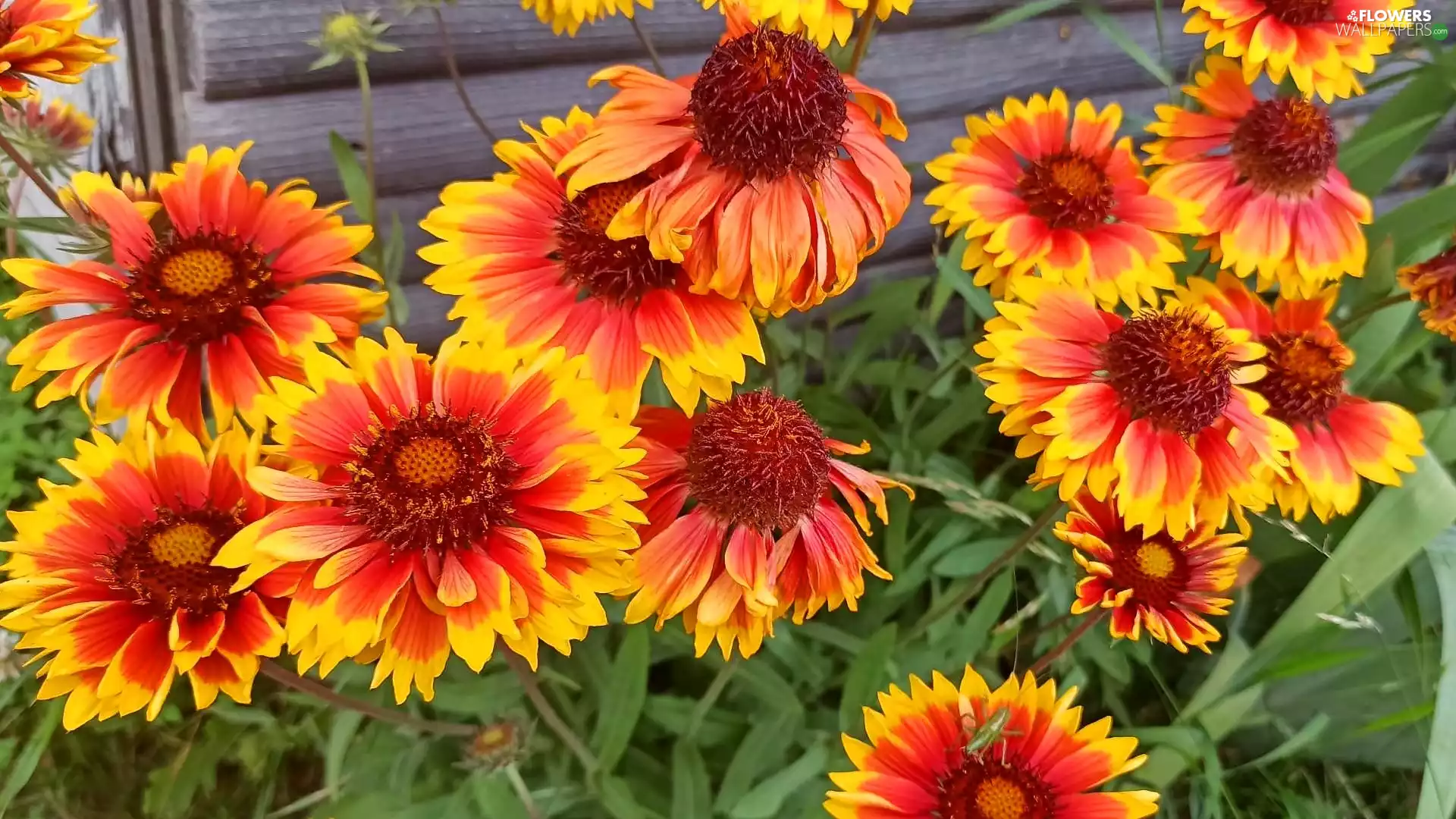 rapprochement, Flowers, gaillardia aristata
