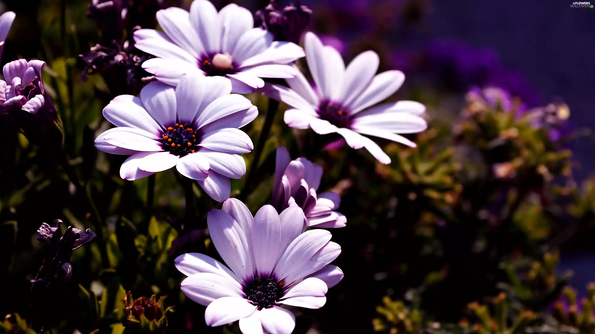 Arktotis, Pink, Flowers
