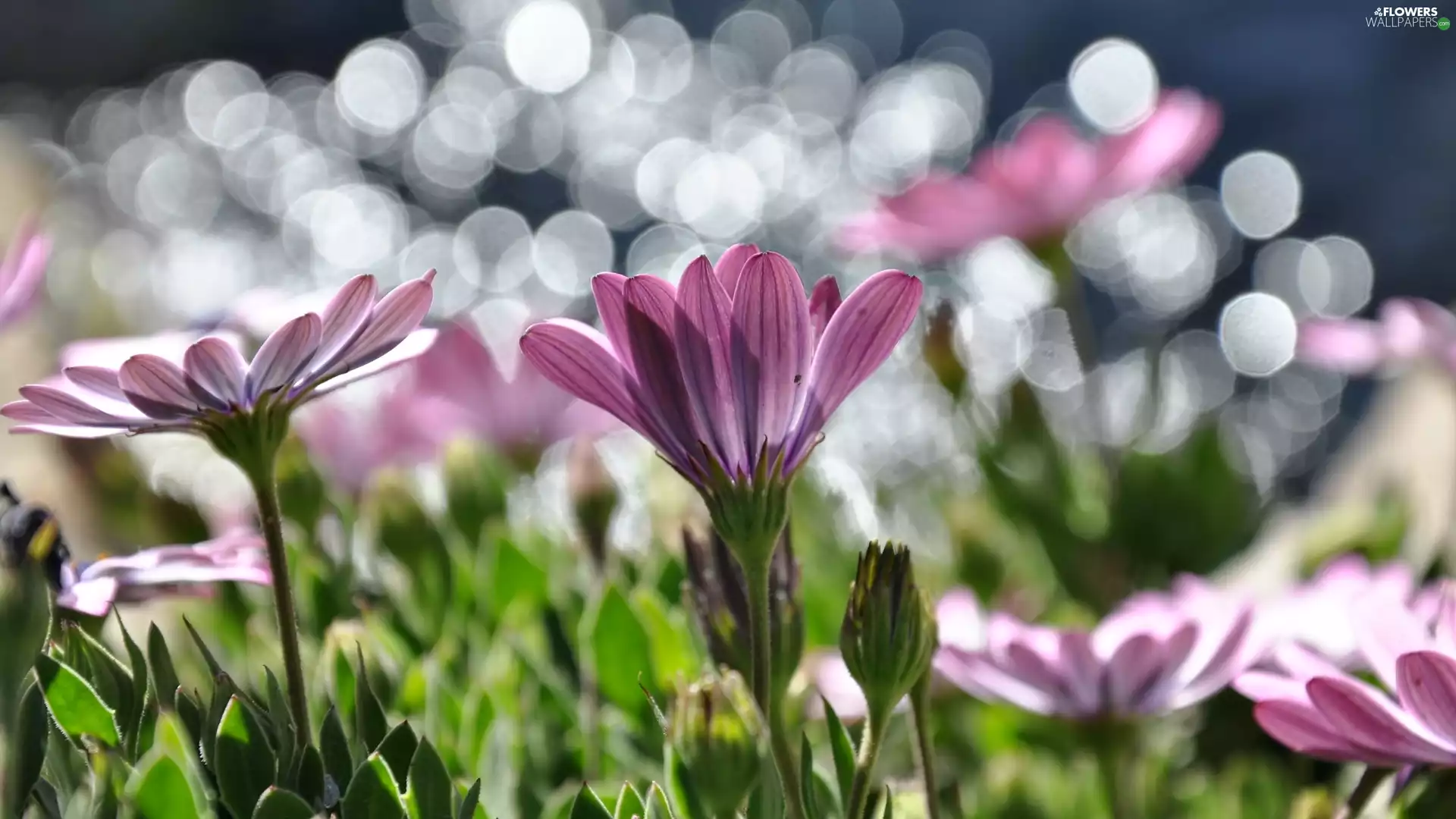 Arktotis, Flowers, Pink
