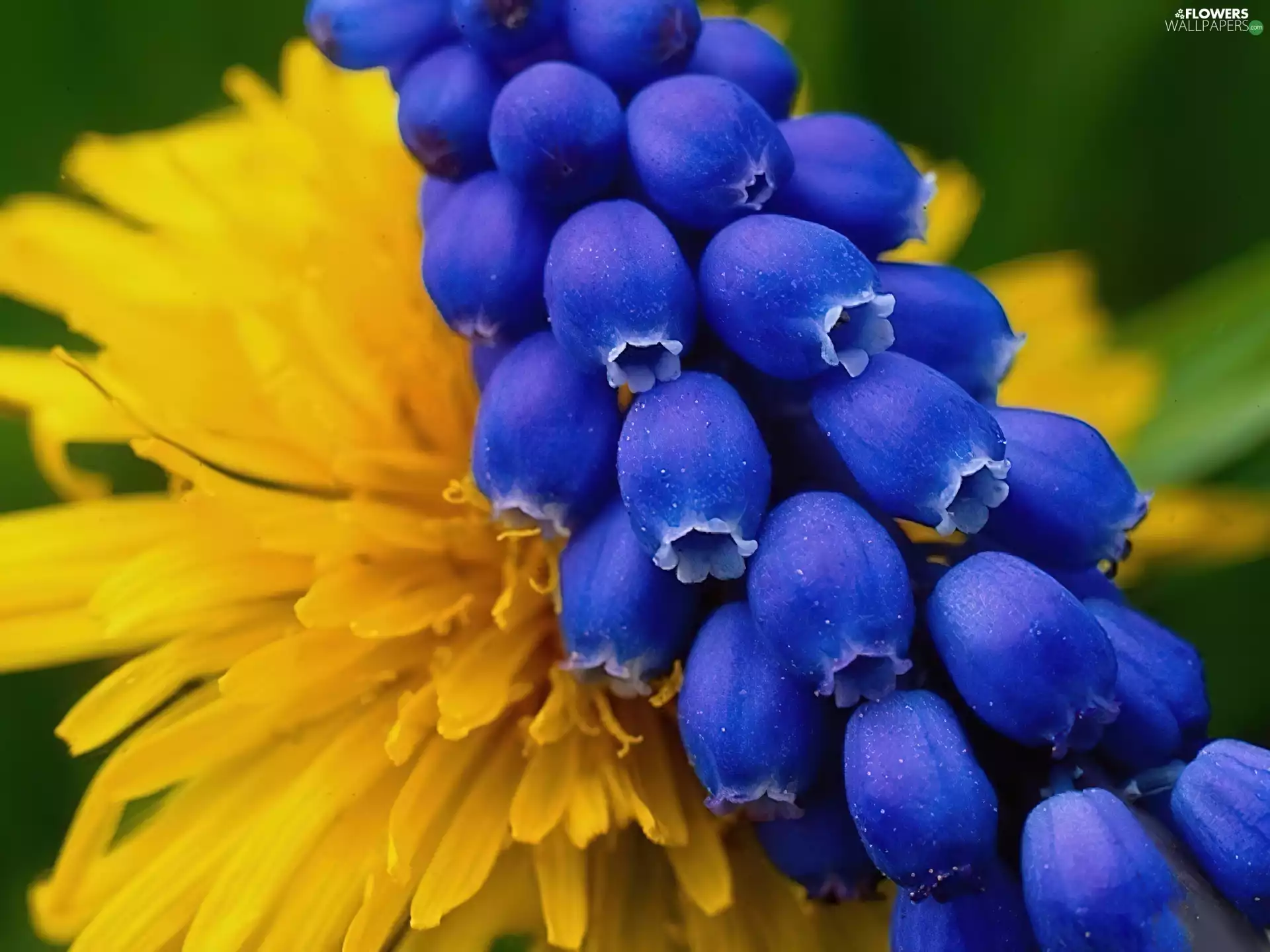 Armenian grape hyacinth