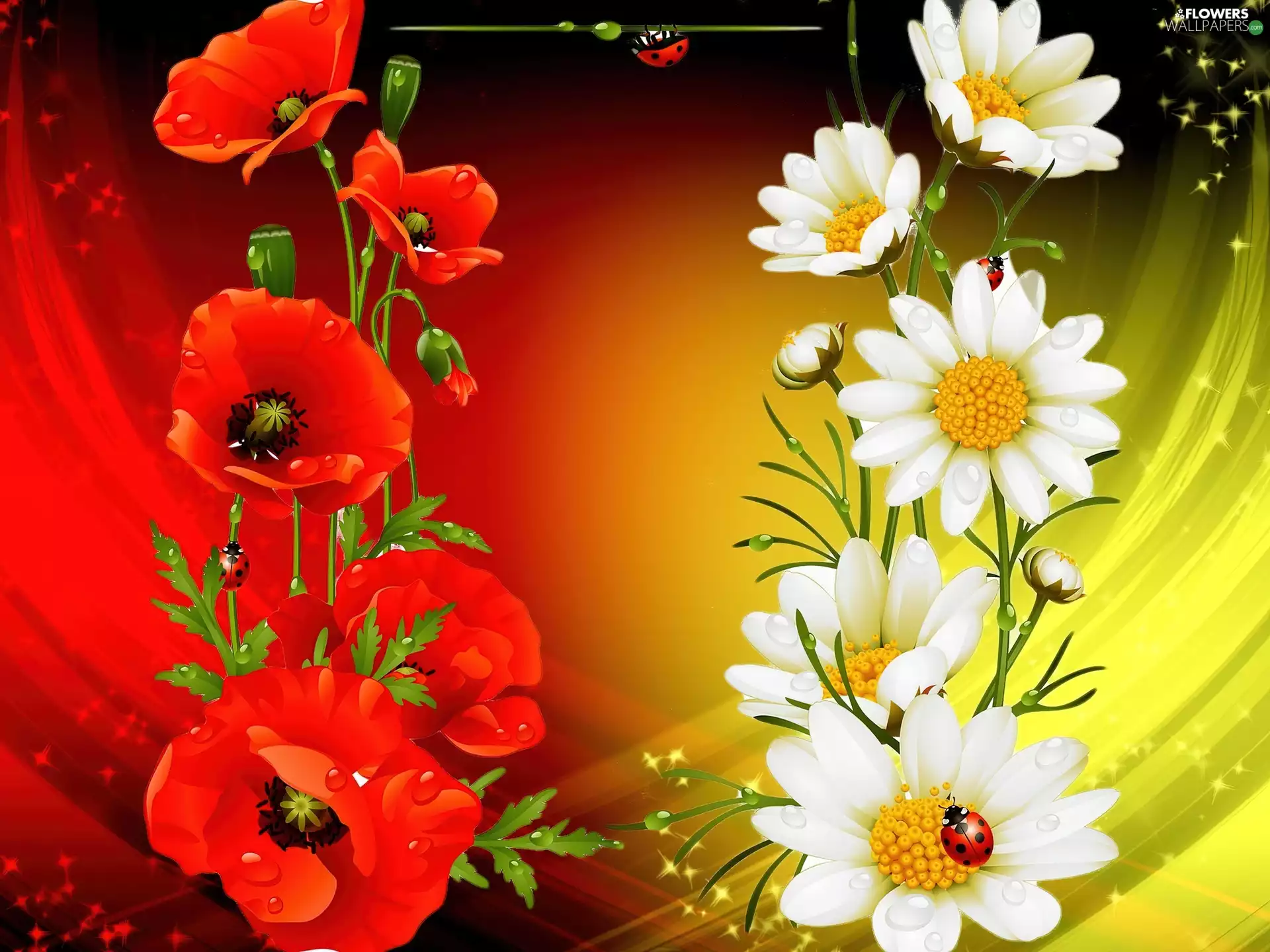 ladybugs, Art, papavers, camomiles, Flowers