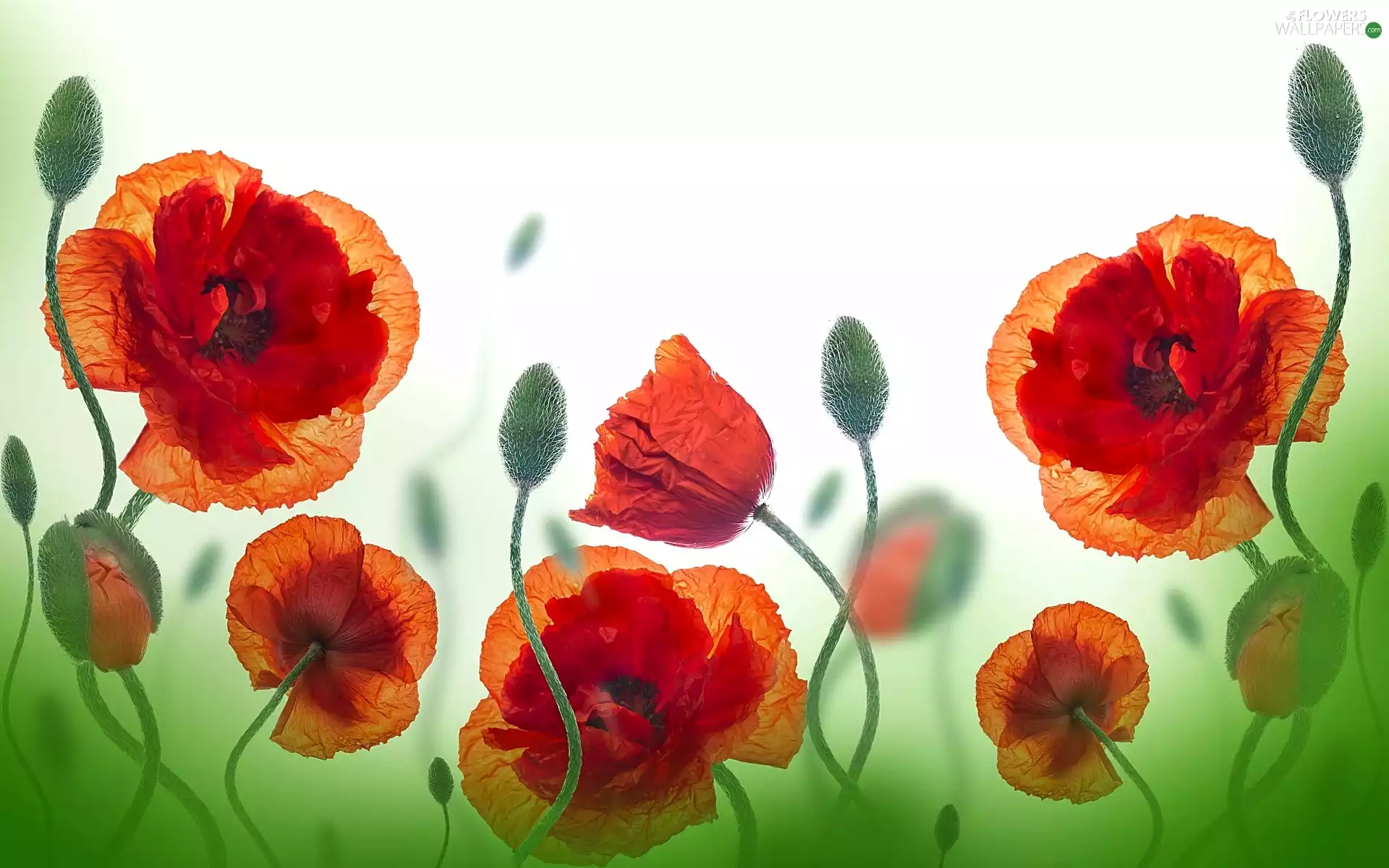Art, Flowers, papavers