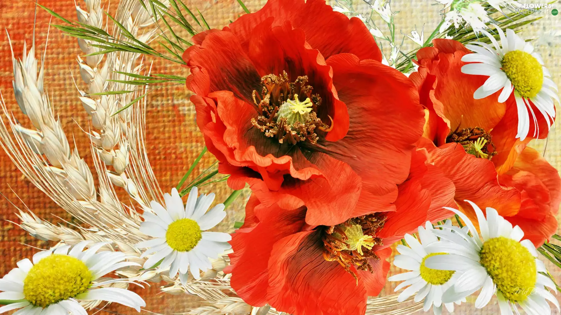 Red, daisies, Art, papavers