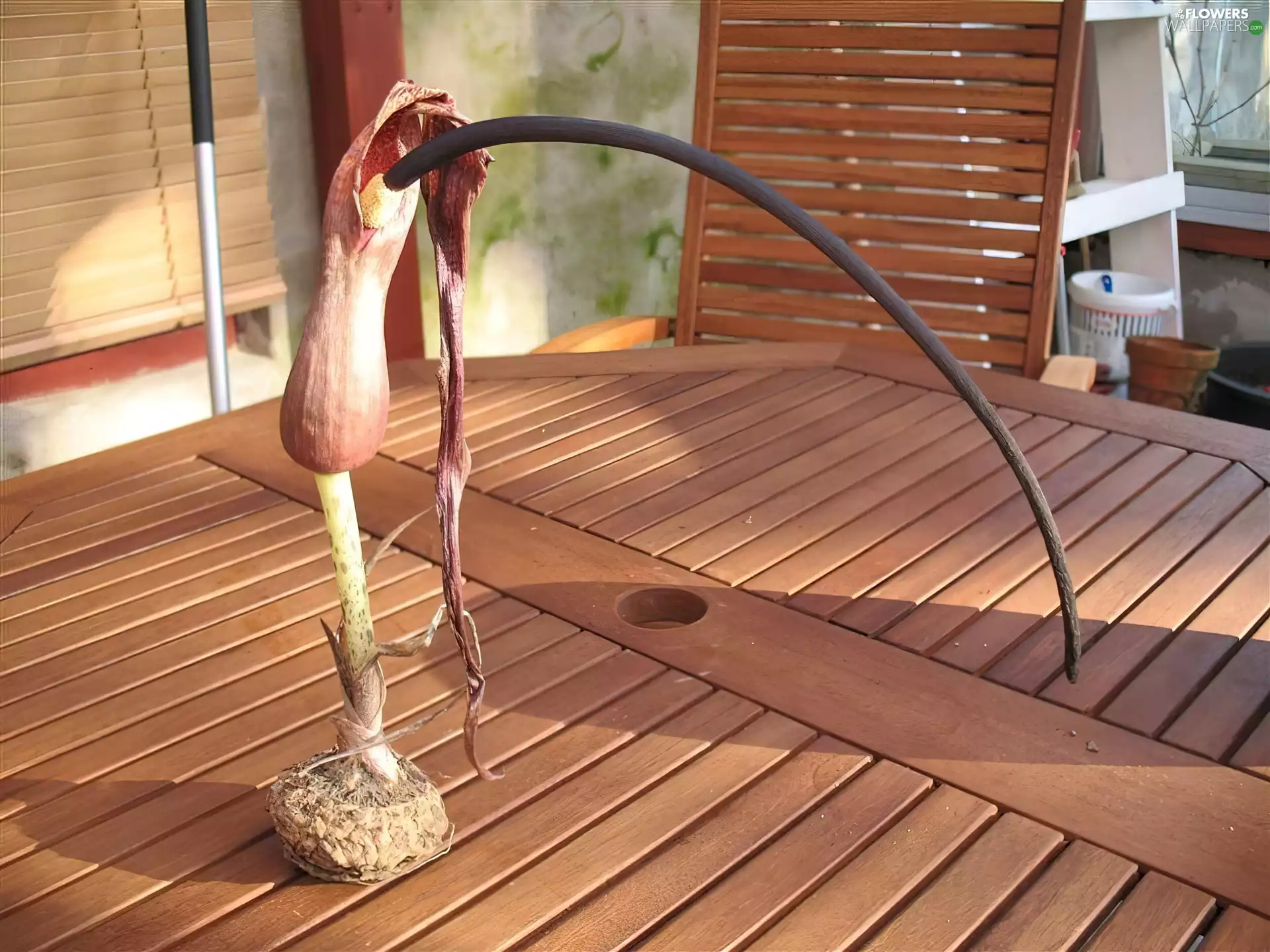 Arum Cornutum, seedling