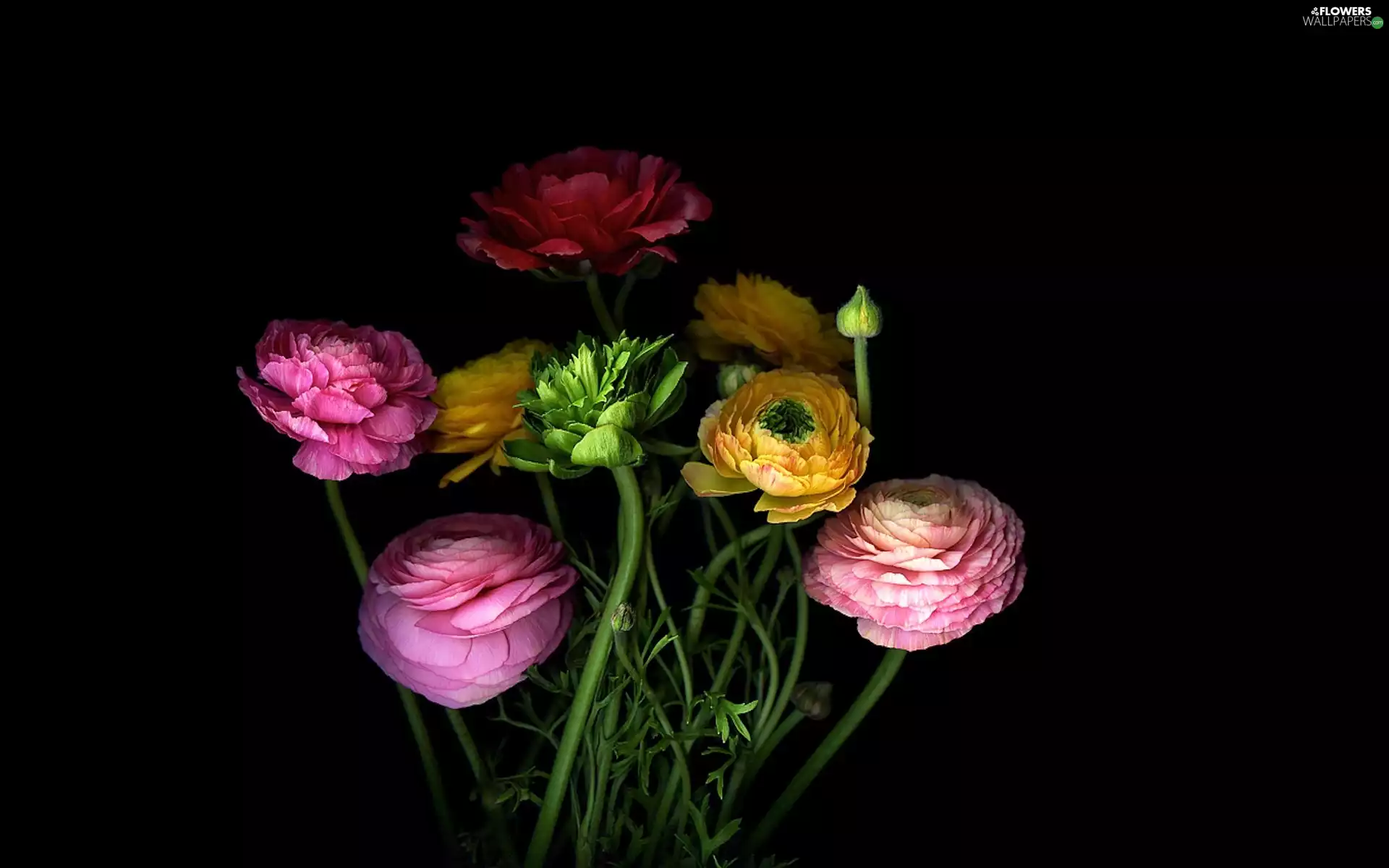 Astra, Black, background, Asian