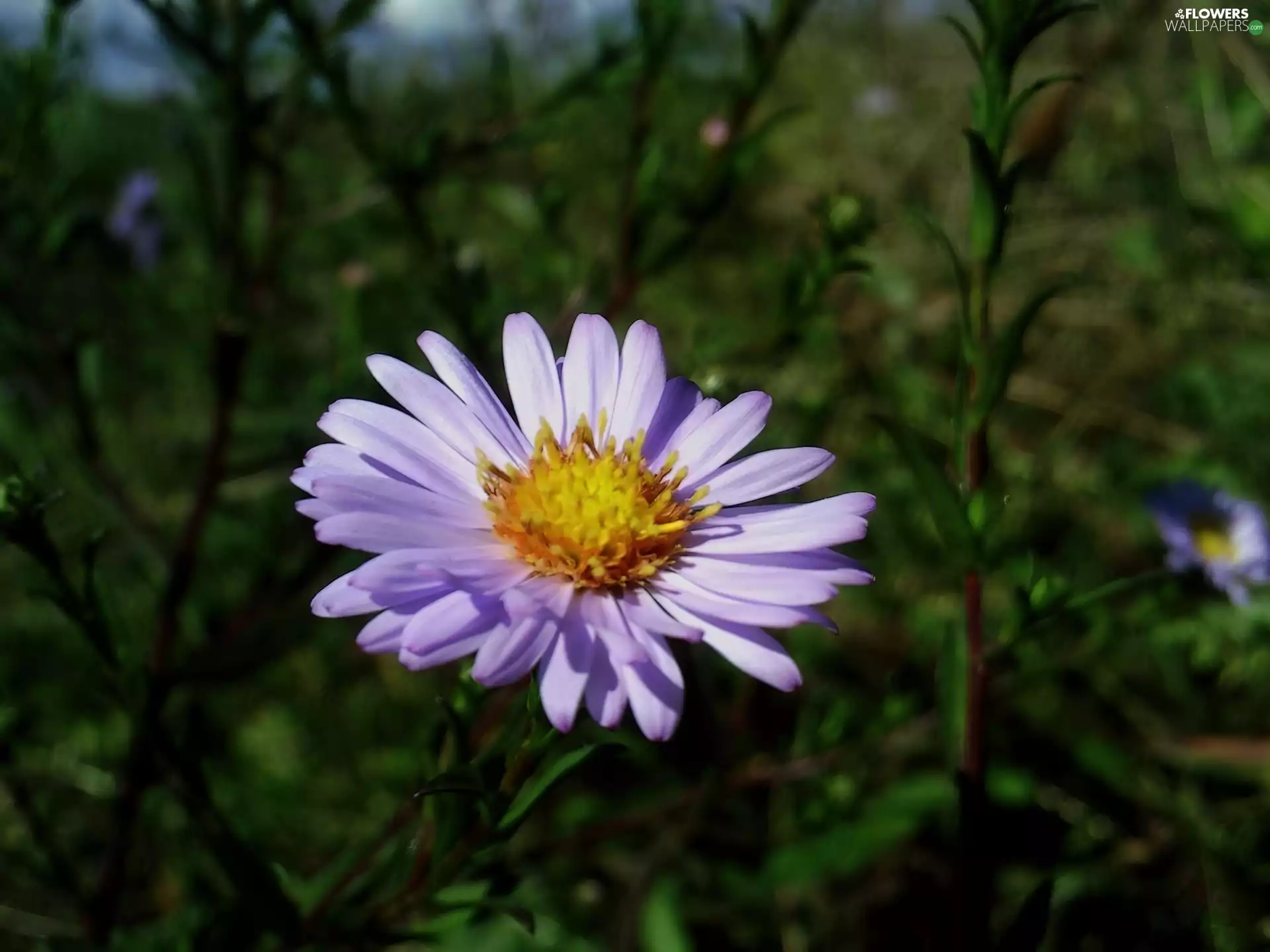 Aster