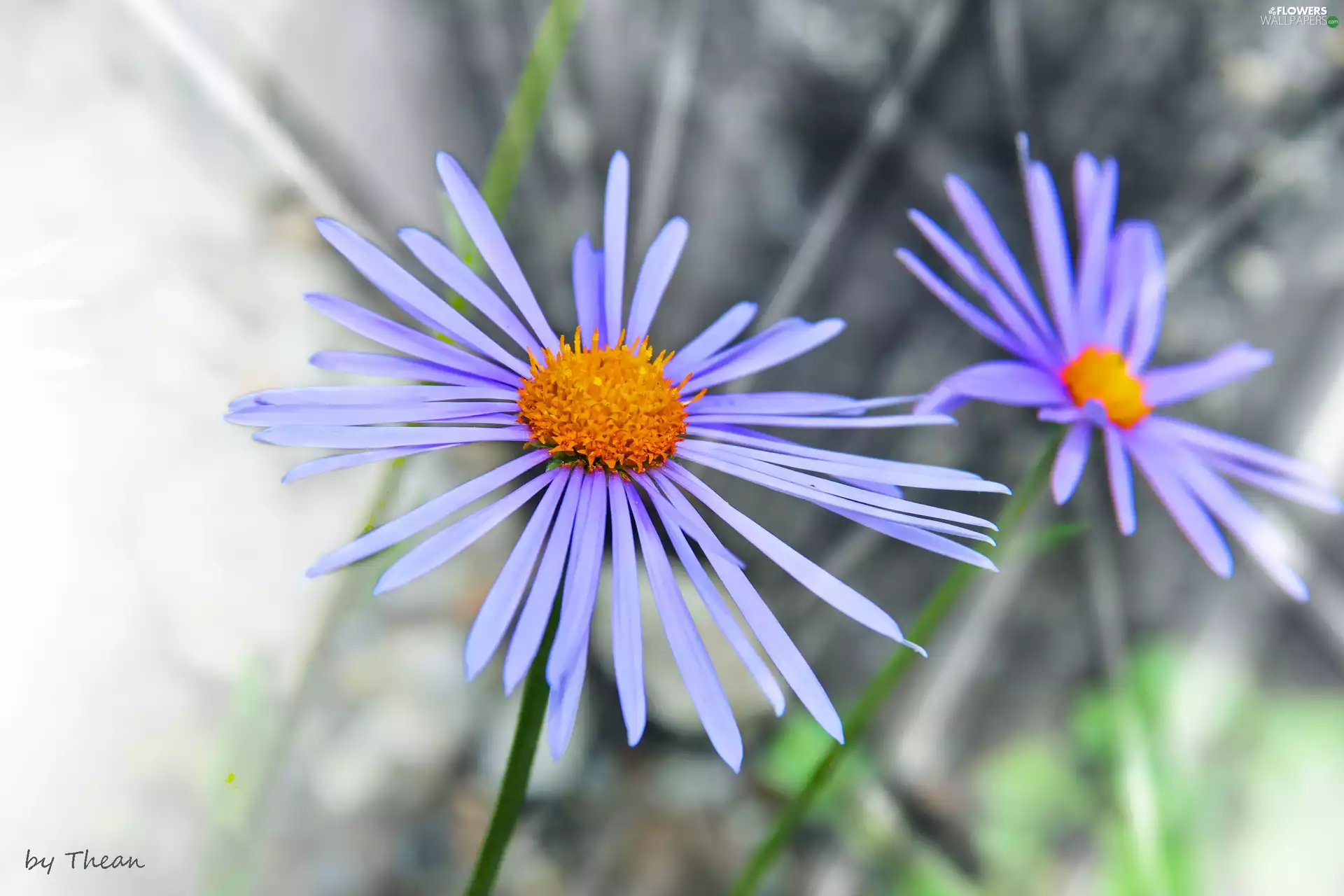 Aster