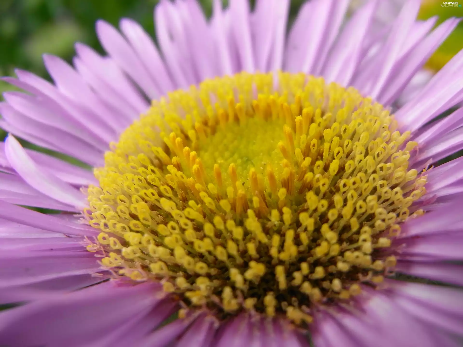 Aster amellus