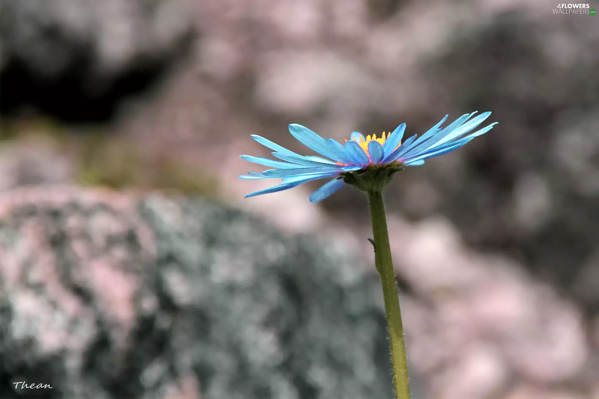 blue, Aster