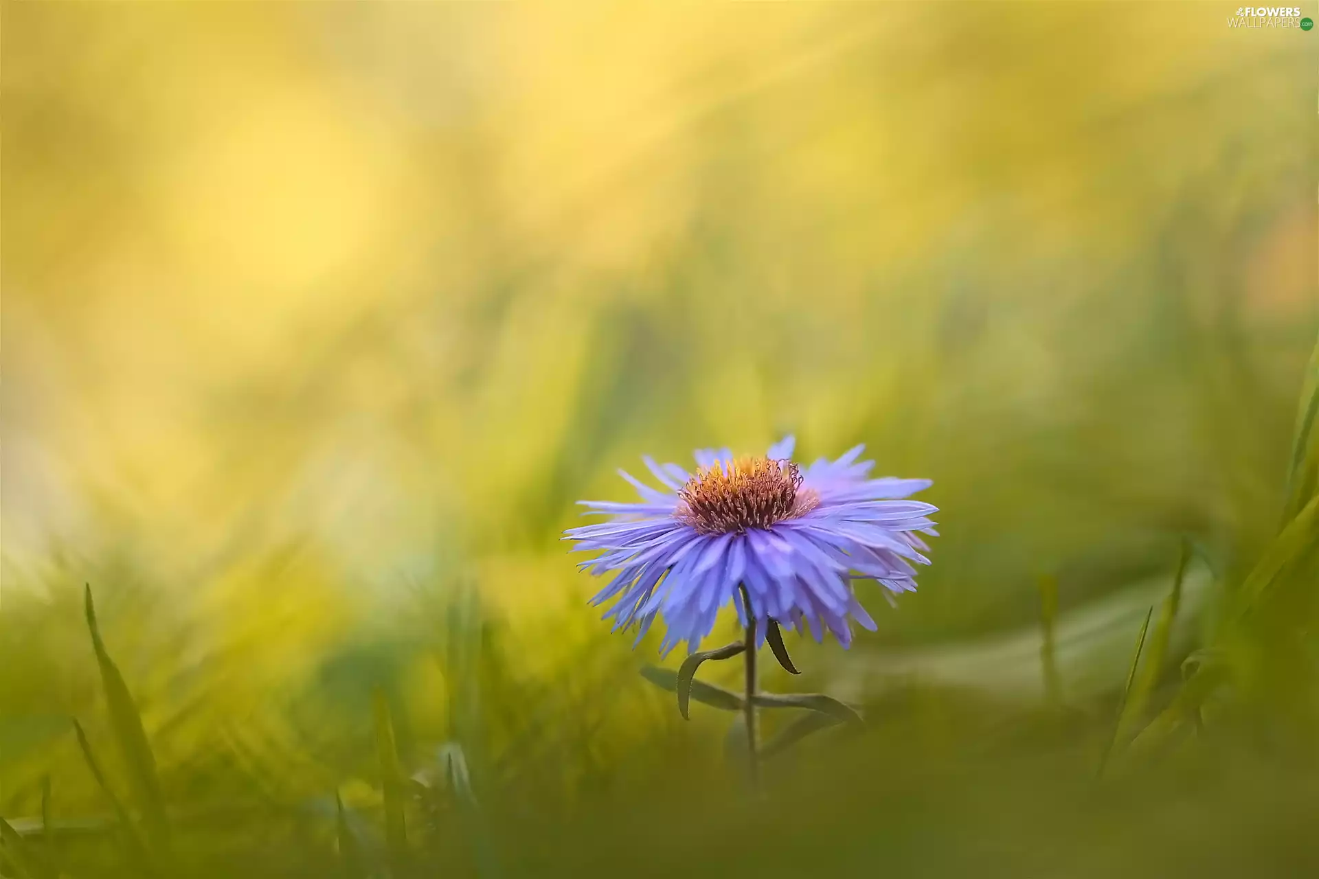 blur, Colourfull Flowers, Aster