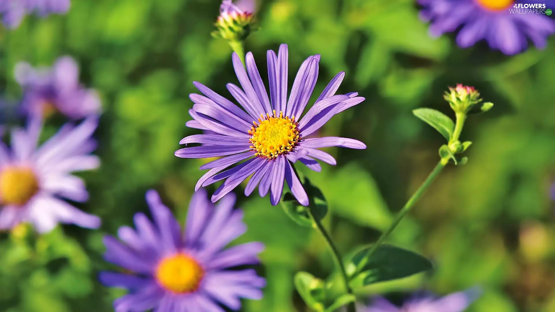 Buds, Colourfull Flowers, Aster