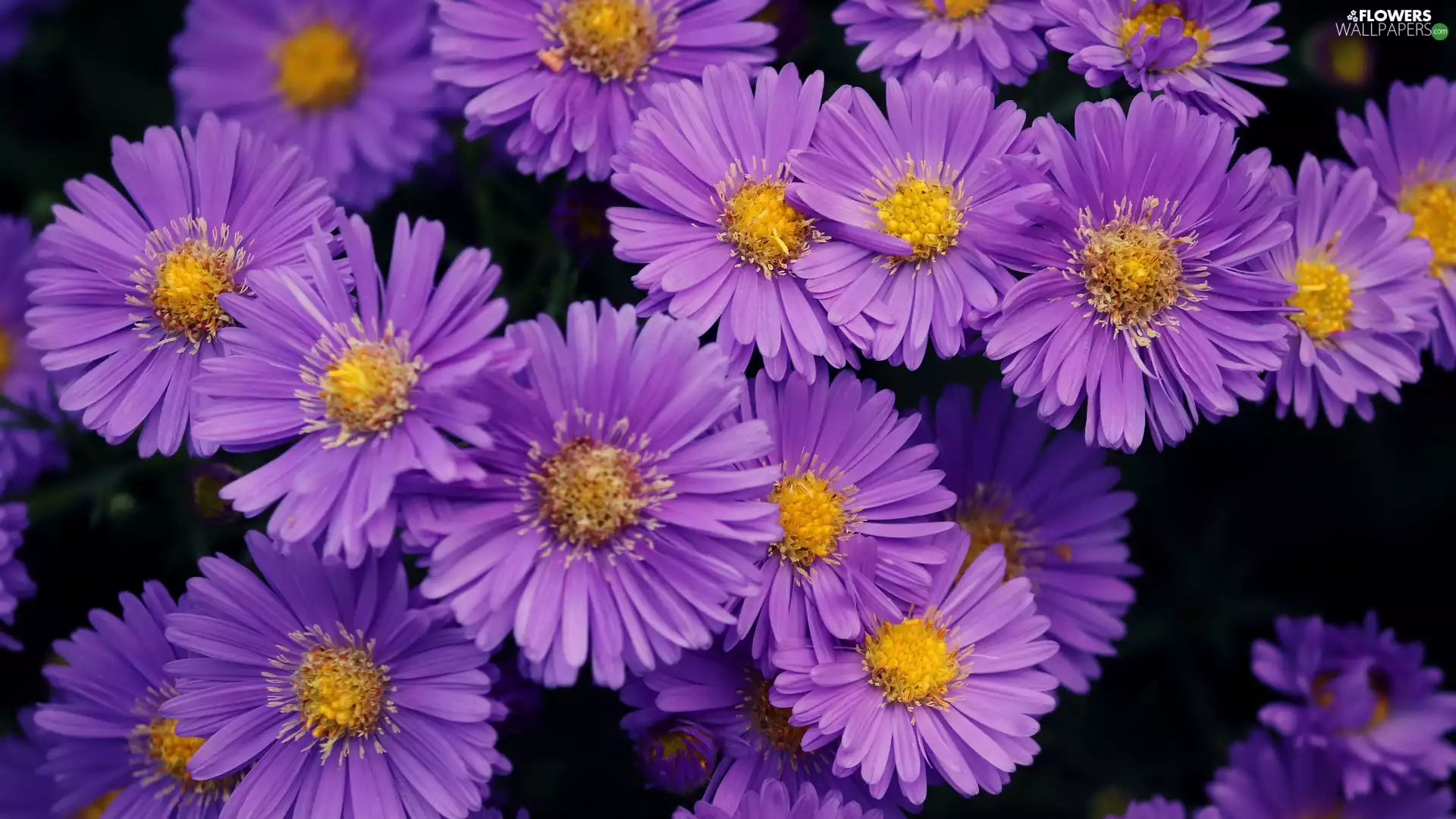 Aster, purple, flourishing