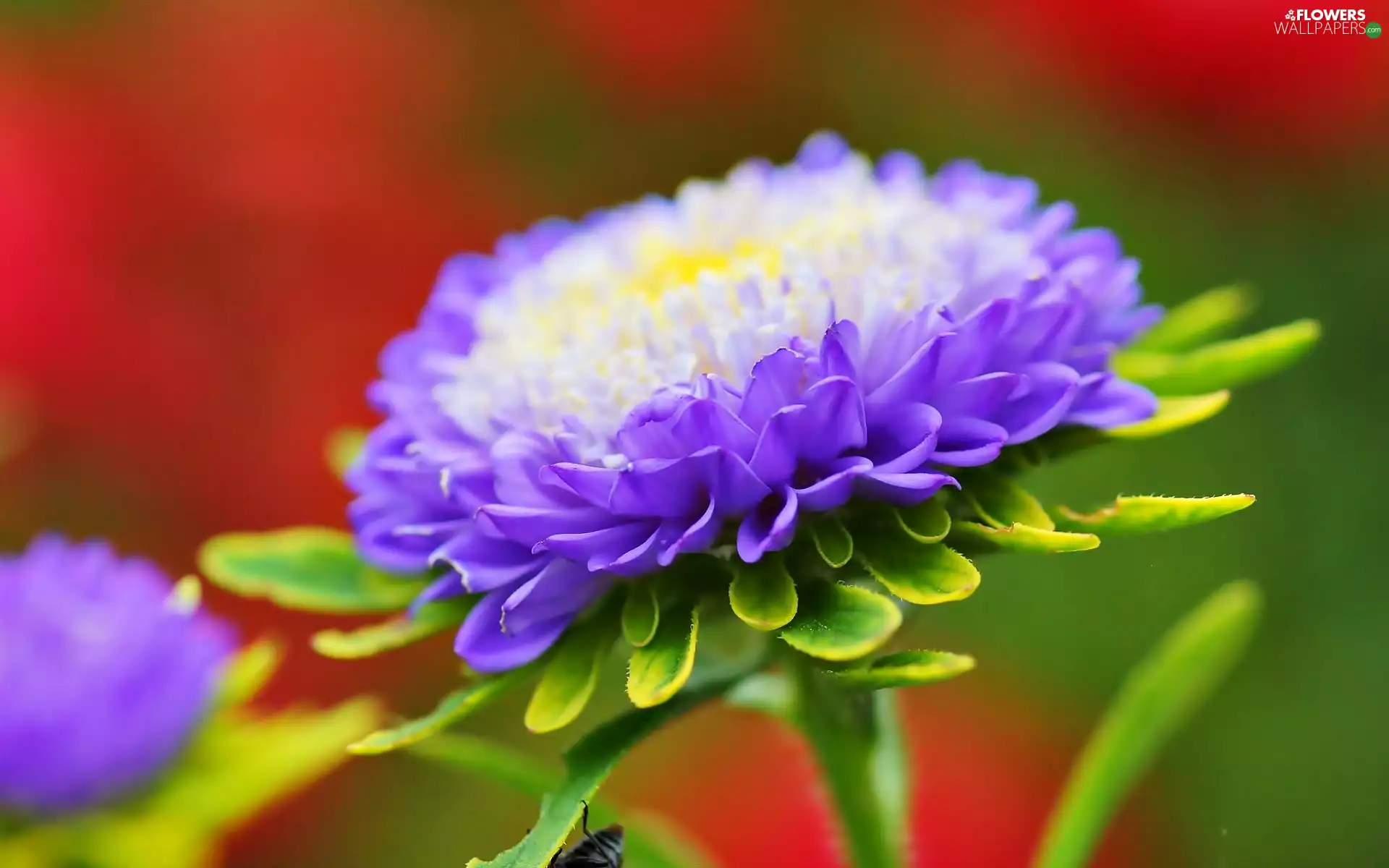 Flower, Violet, Aster, white