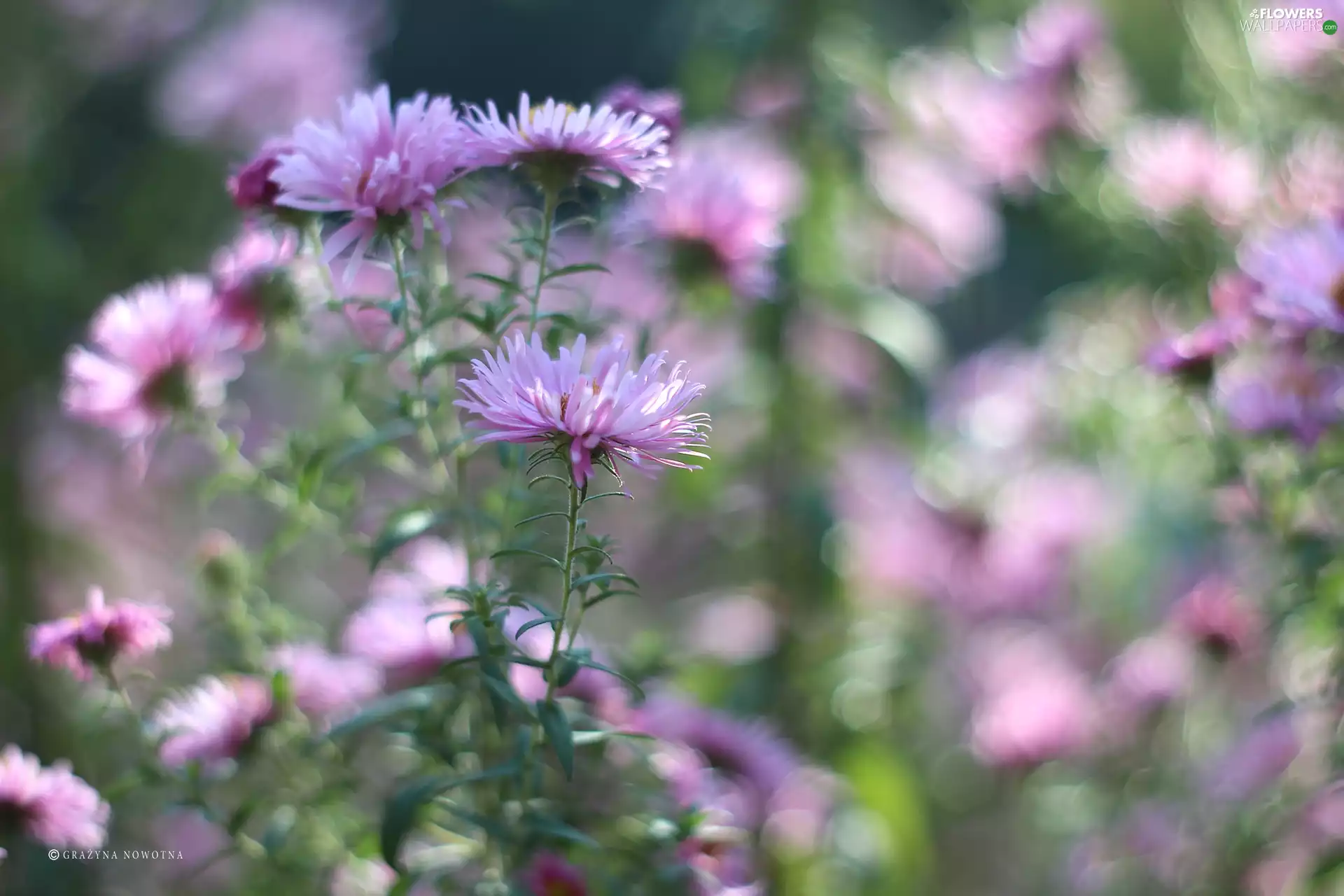 Aster, Autumn, Flowers