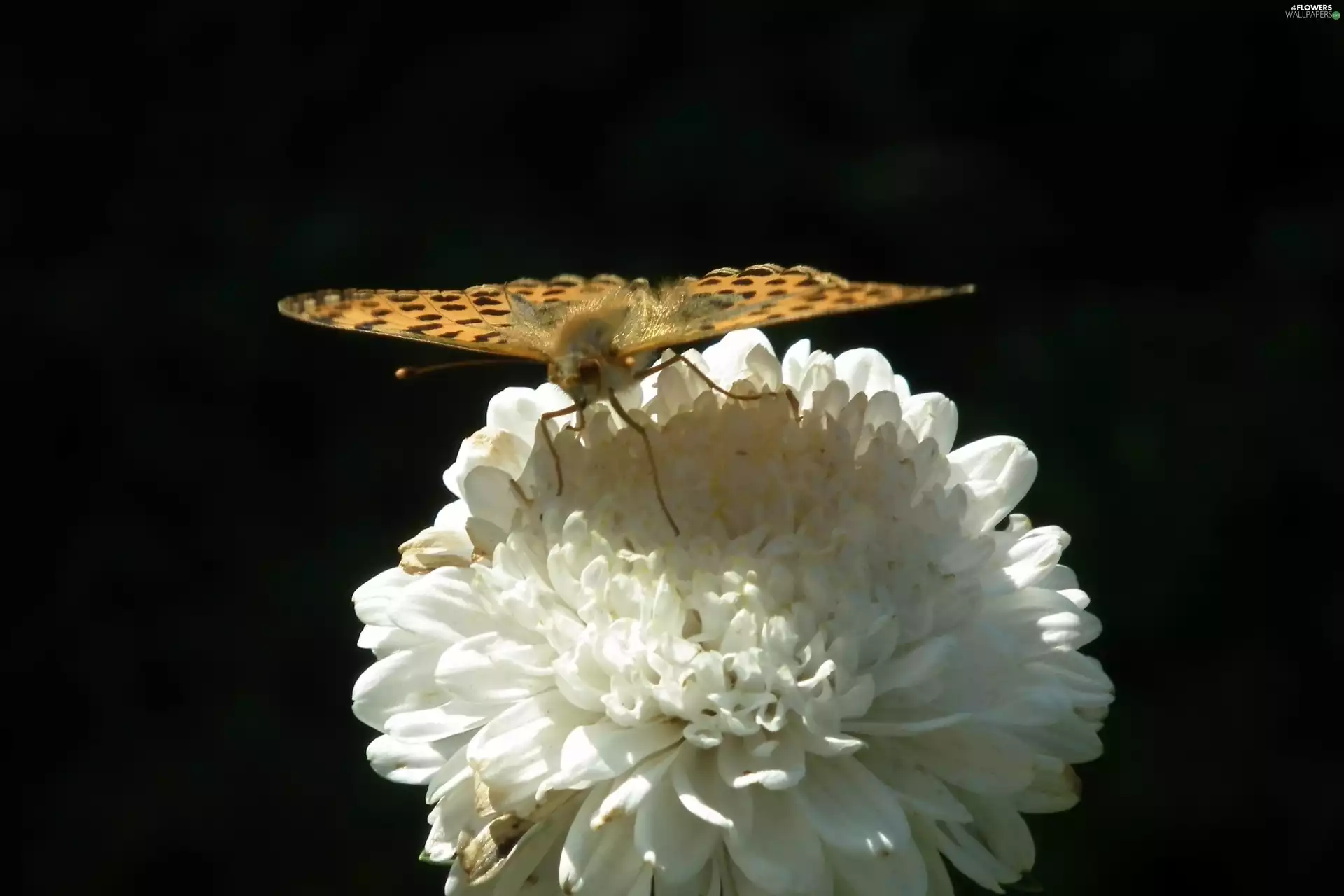 butterfly, Colourfull Flowers, Aster, Silver-washed Fritillary