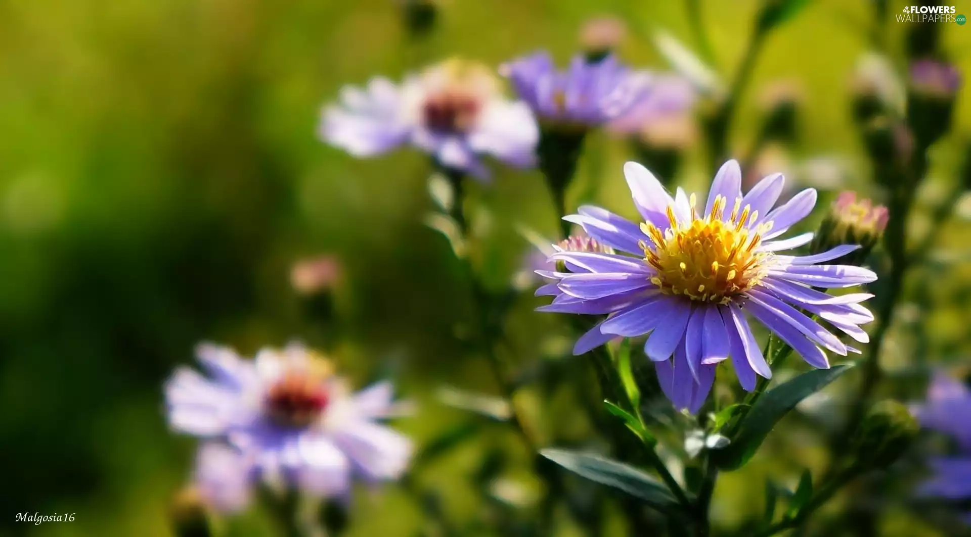 Aster, purple, Flowers