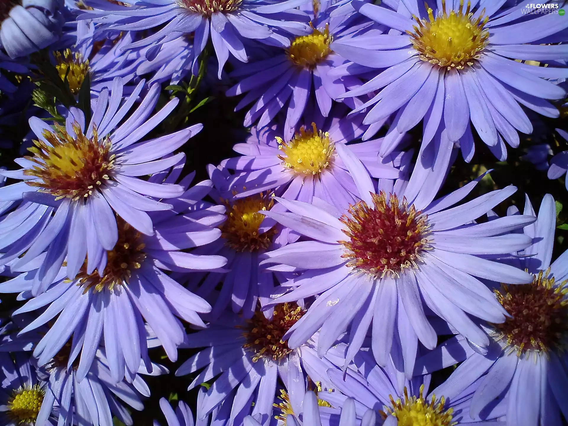 Aster, Flowers, garden