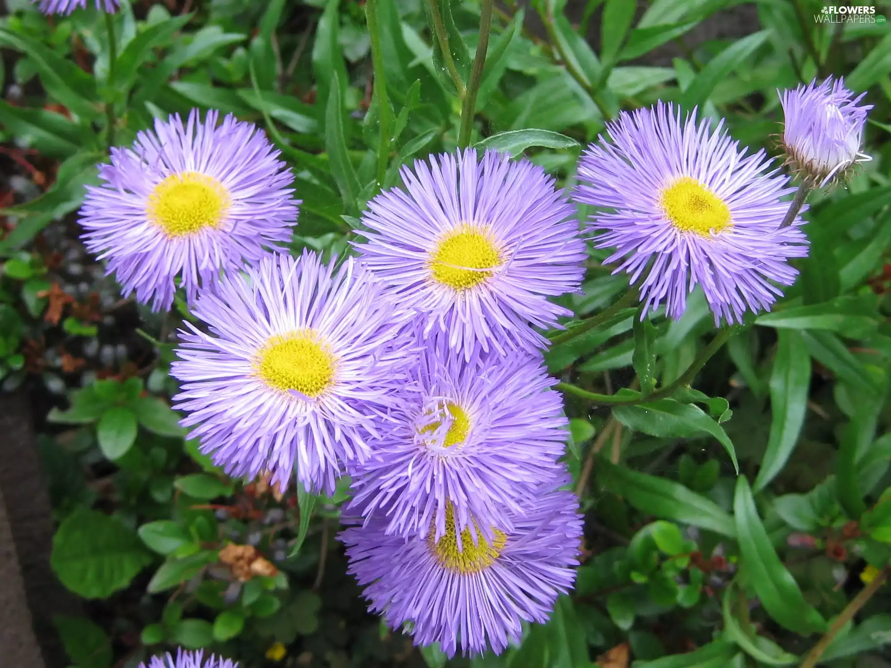 Aster, Garden