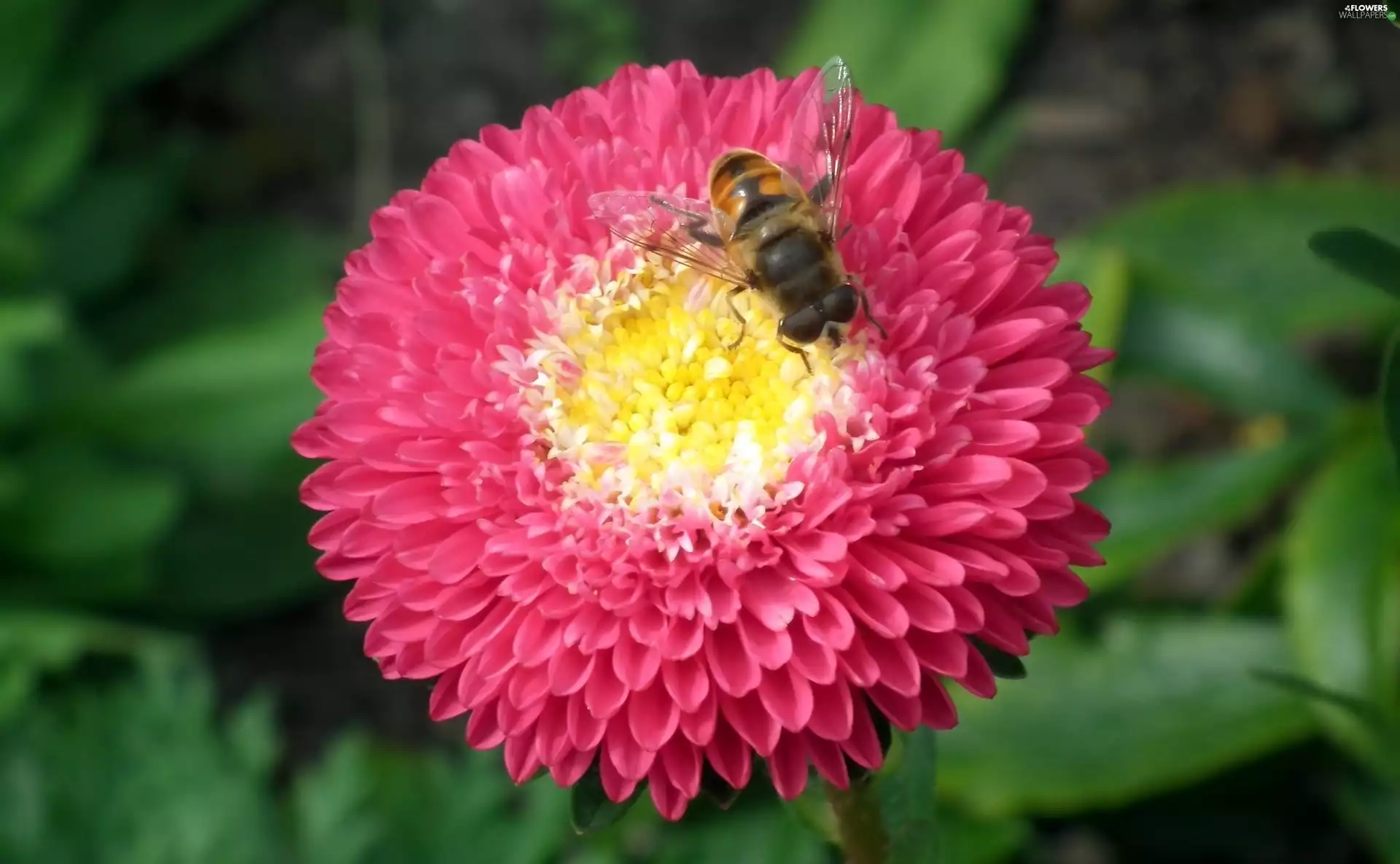 nature, Aster, Insect, Colourfull Flowers