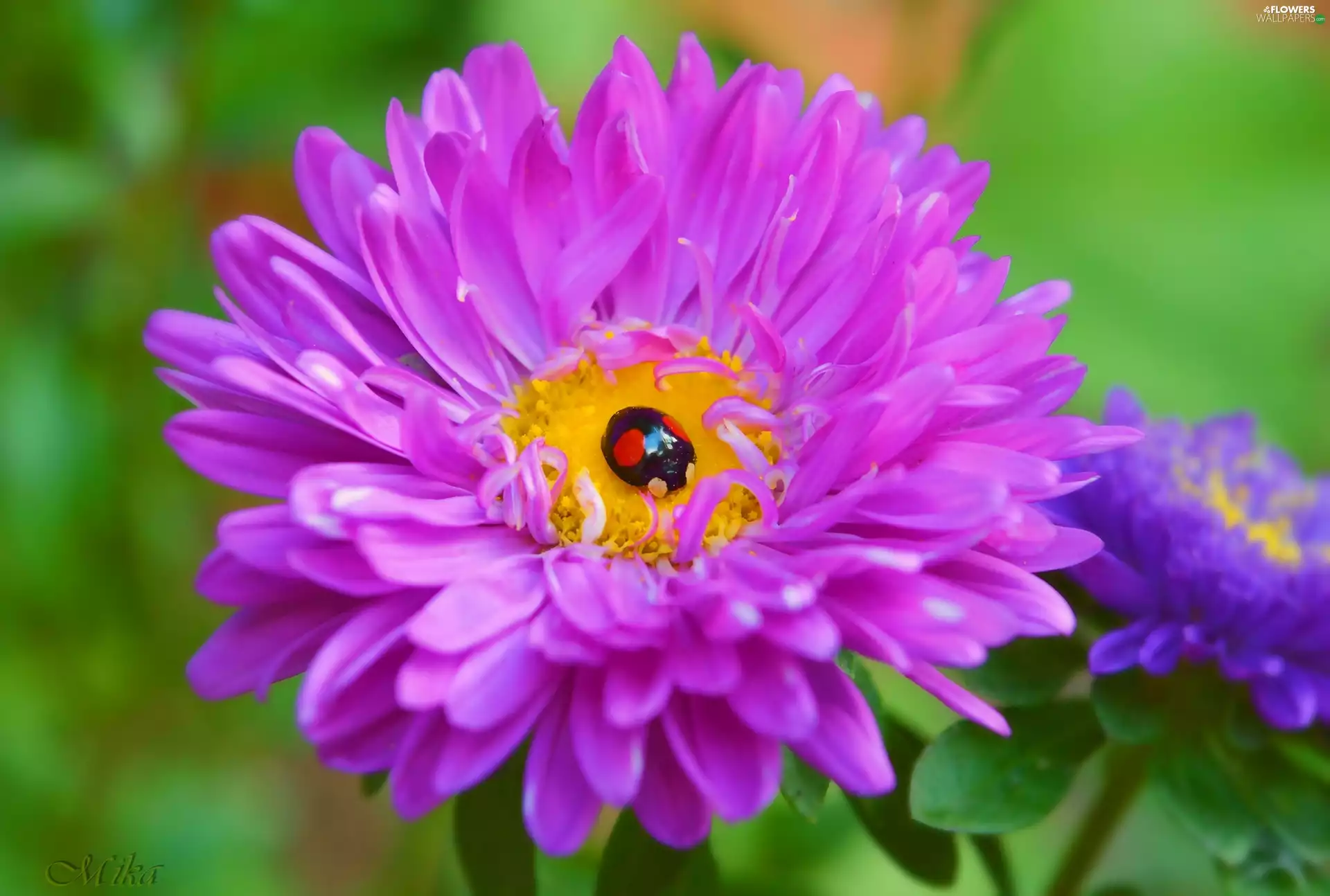 ladybird, Colourfull Flowers, Aster