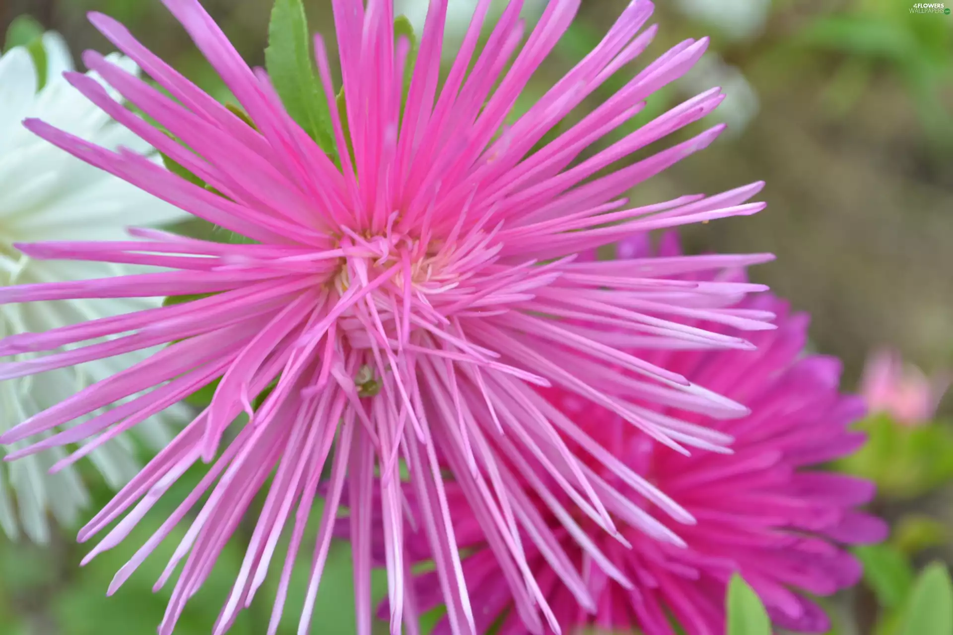 Pink, Aster