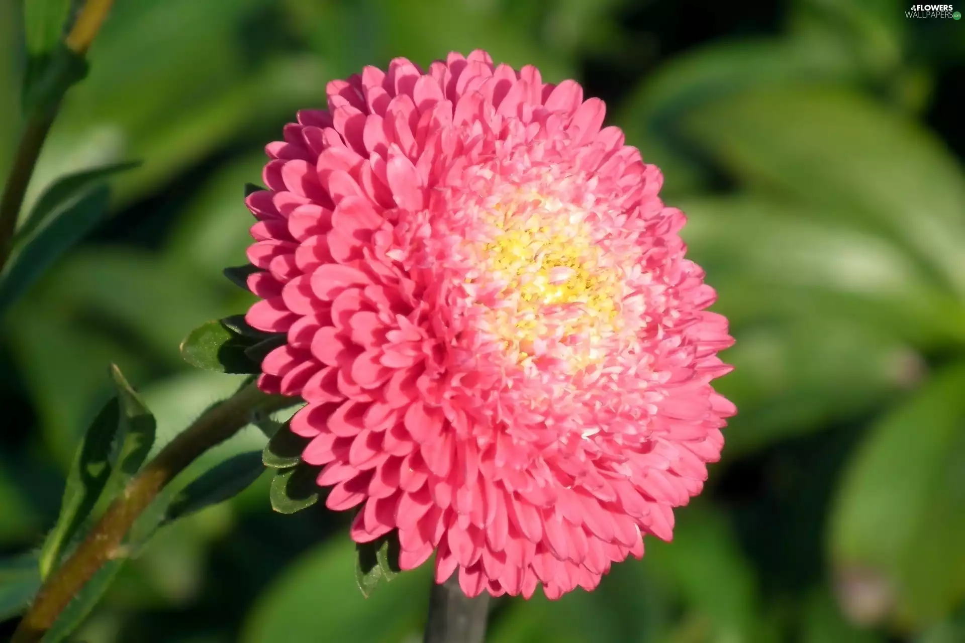 nature, Aster, Pink, Colourfull Flowers
