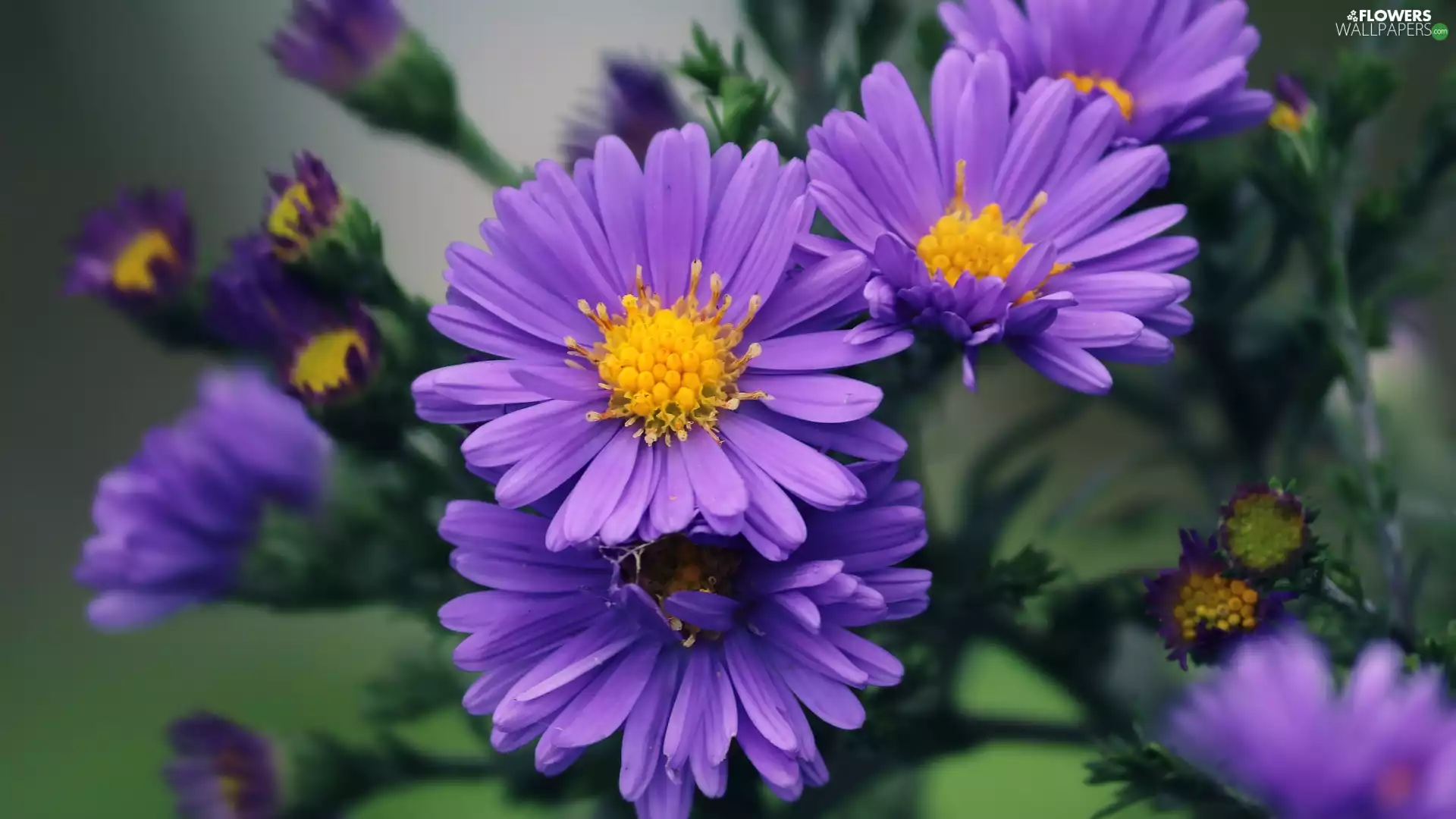 Aster, flourishing, purple