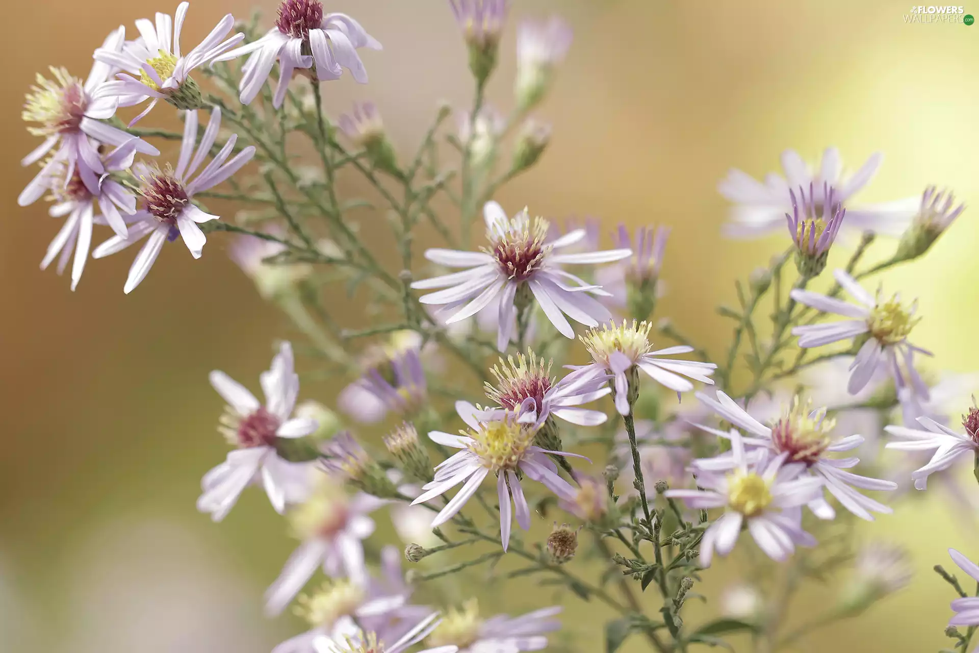 Aster, Light Purple