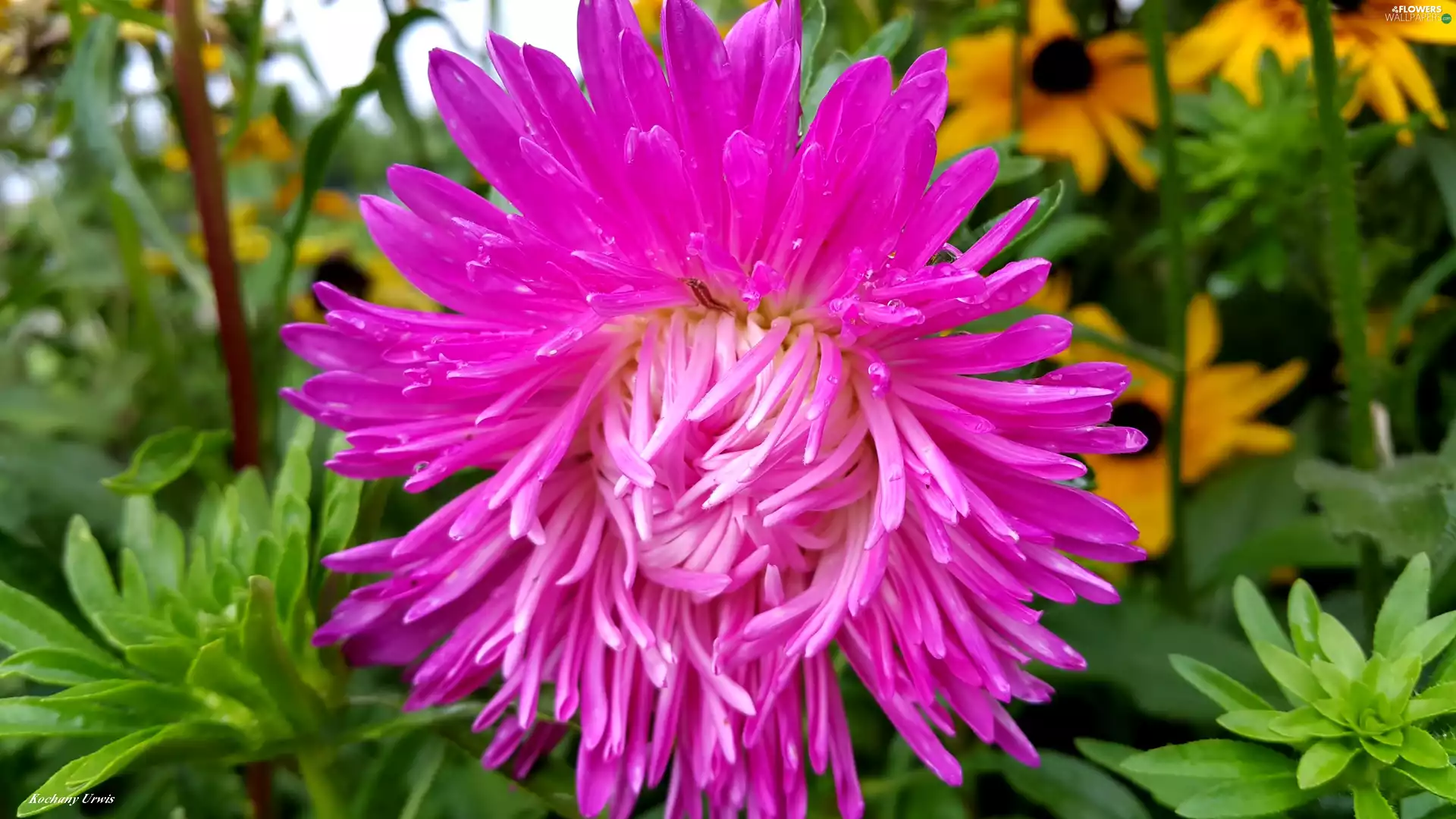 purple, drops, rain, Aster