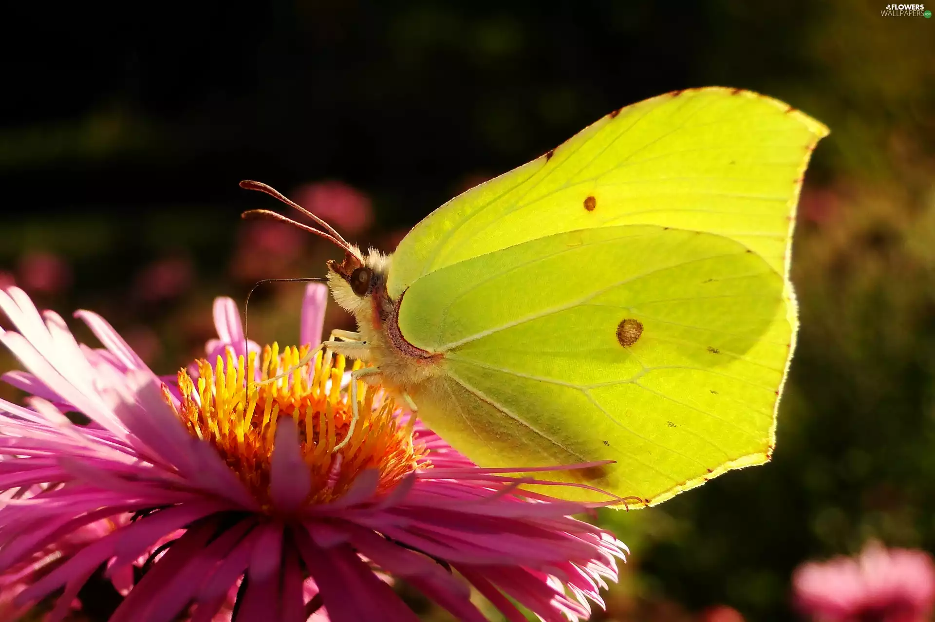 butterfly, Colourfull Flowers, Aster, Gonepteryx rhamni