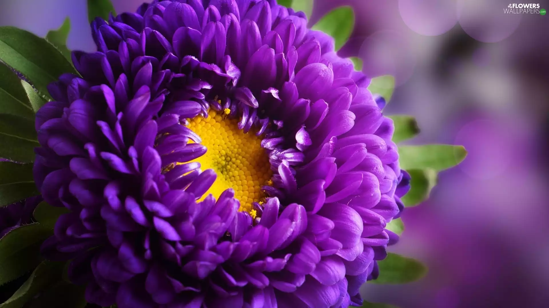 Violet, Aster