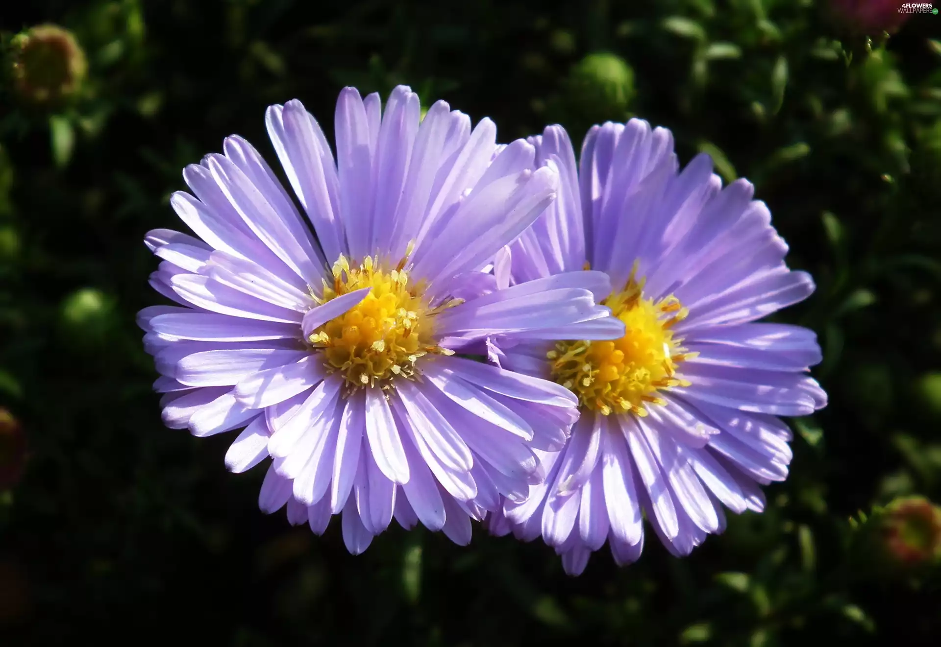 nature, Aster, Violet, Colourfull Flowers
