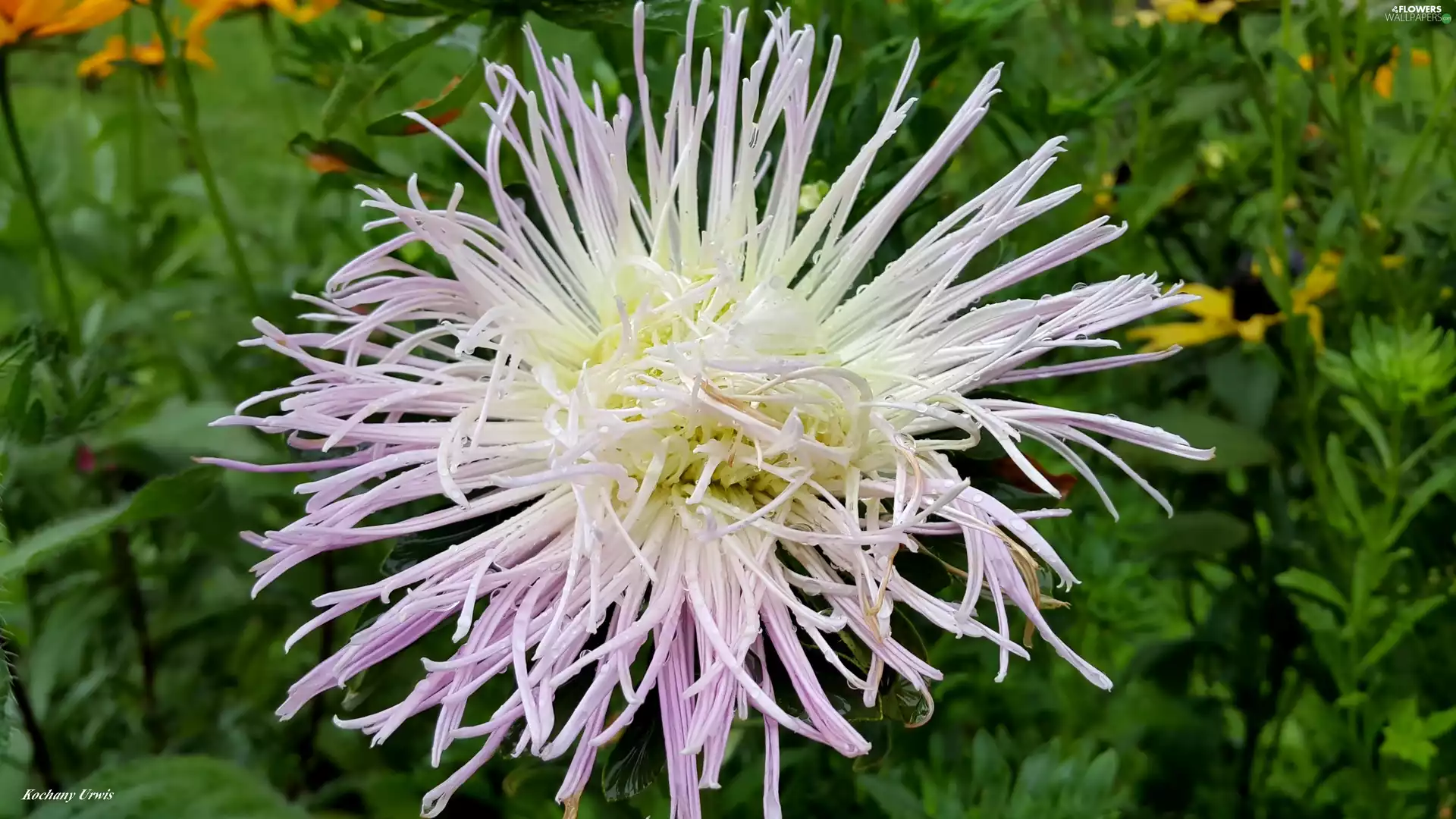 Aster, white, Violet