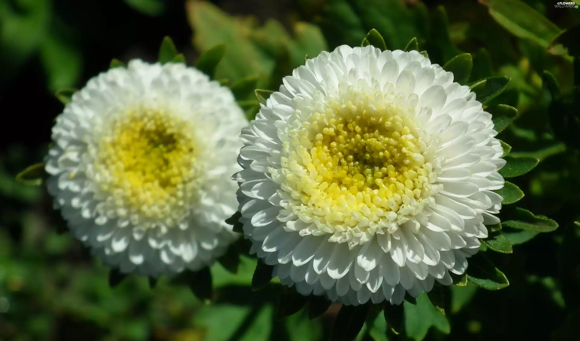 nature, Aster, White, Colourfull Flowers