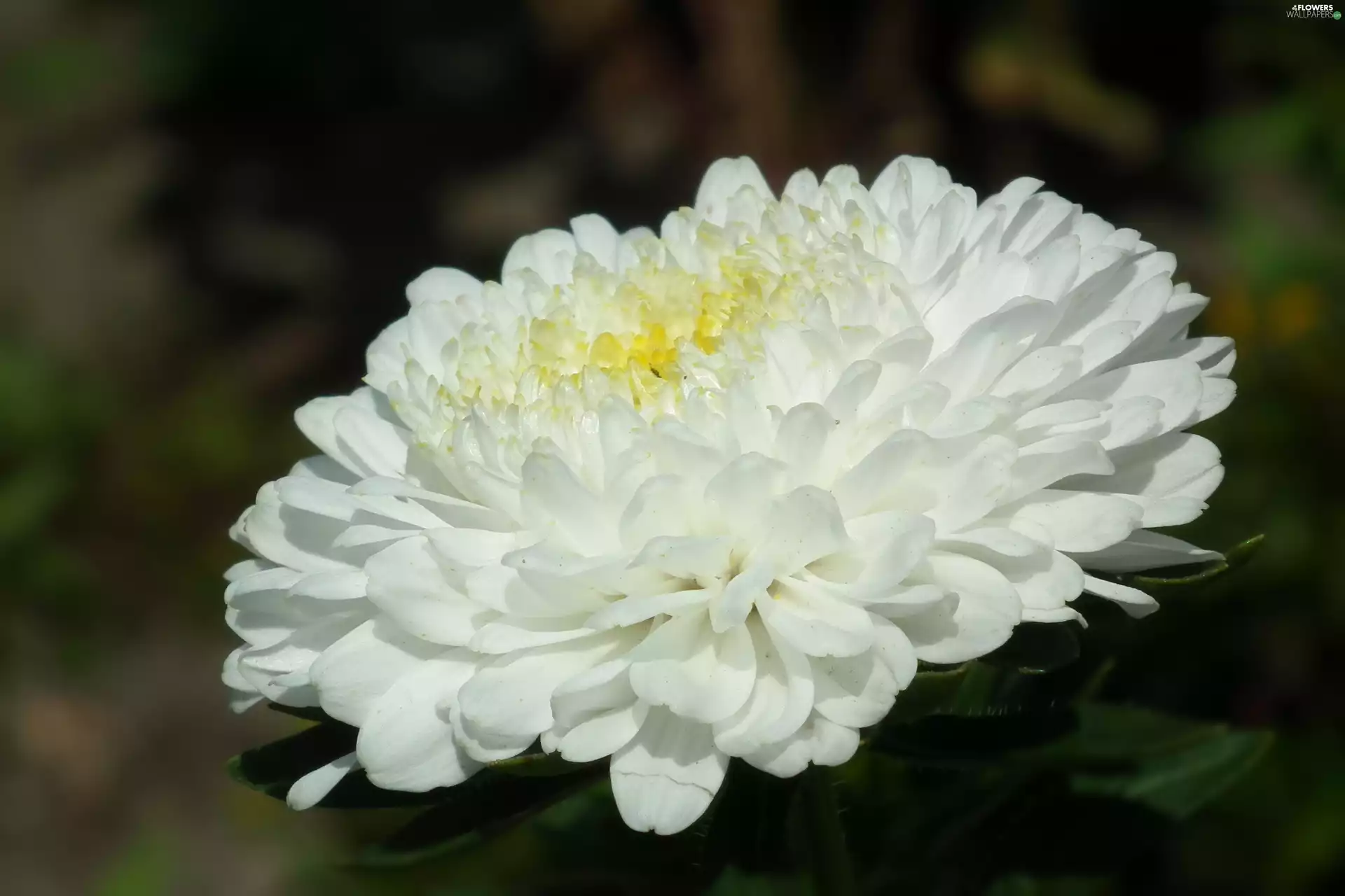 nature, Aster, White, Colourfull Flowers