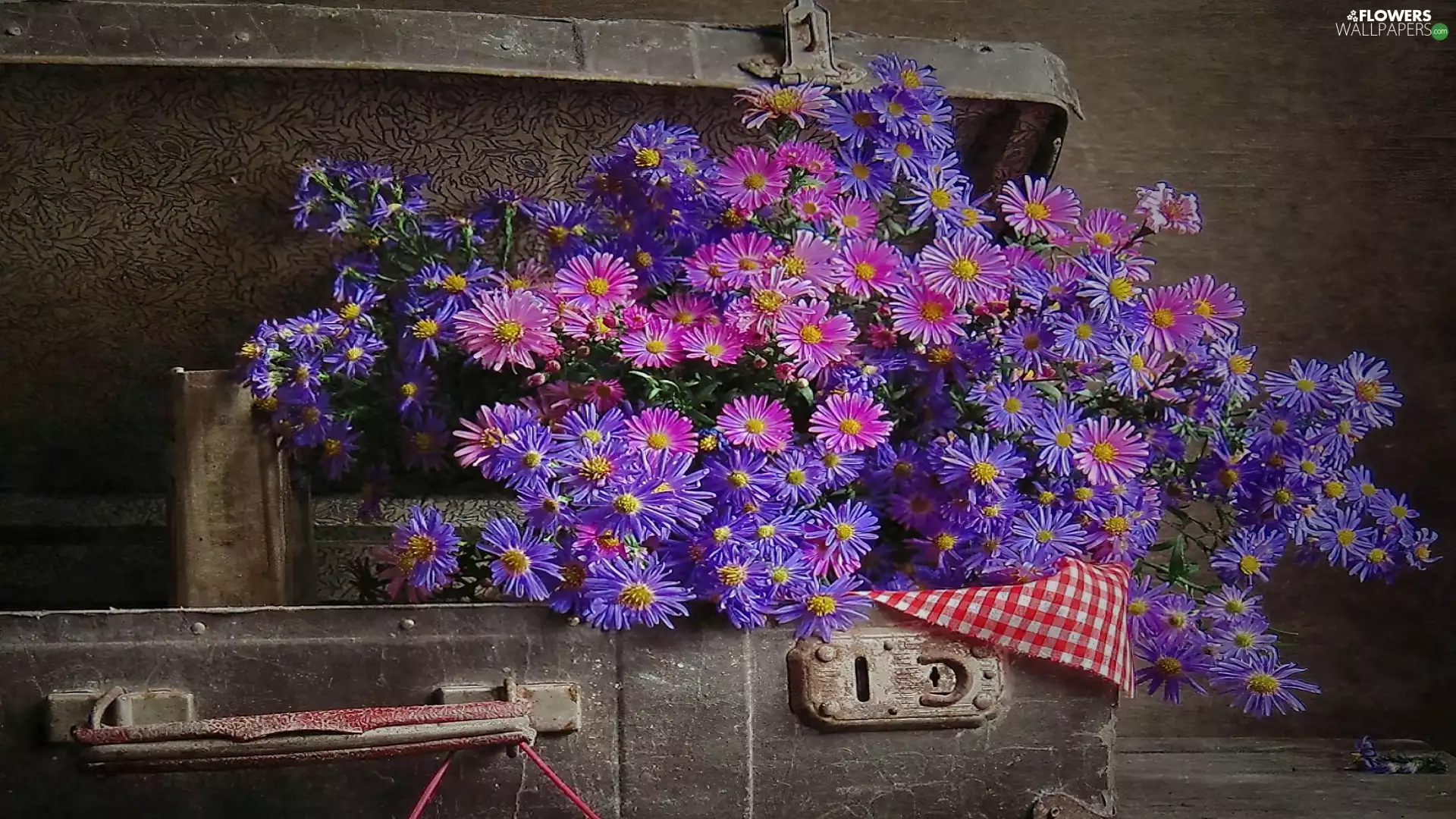 Asters, Old, case