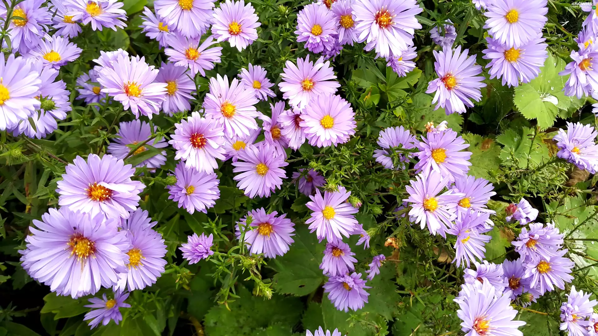 purple, Astra, Astra autumn, Flowers