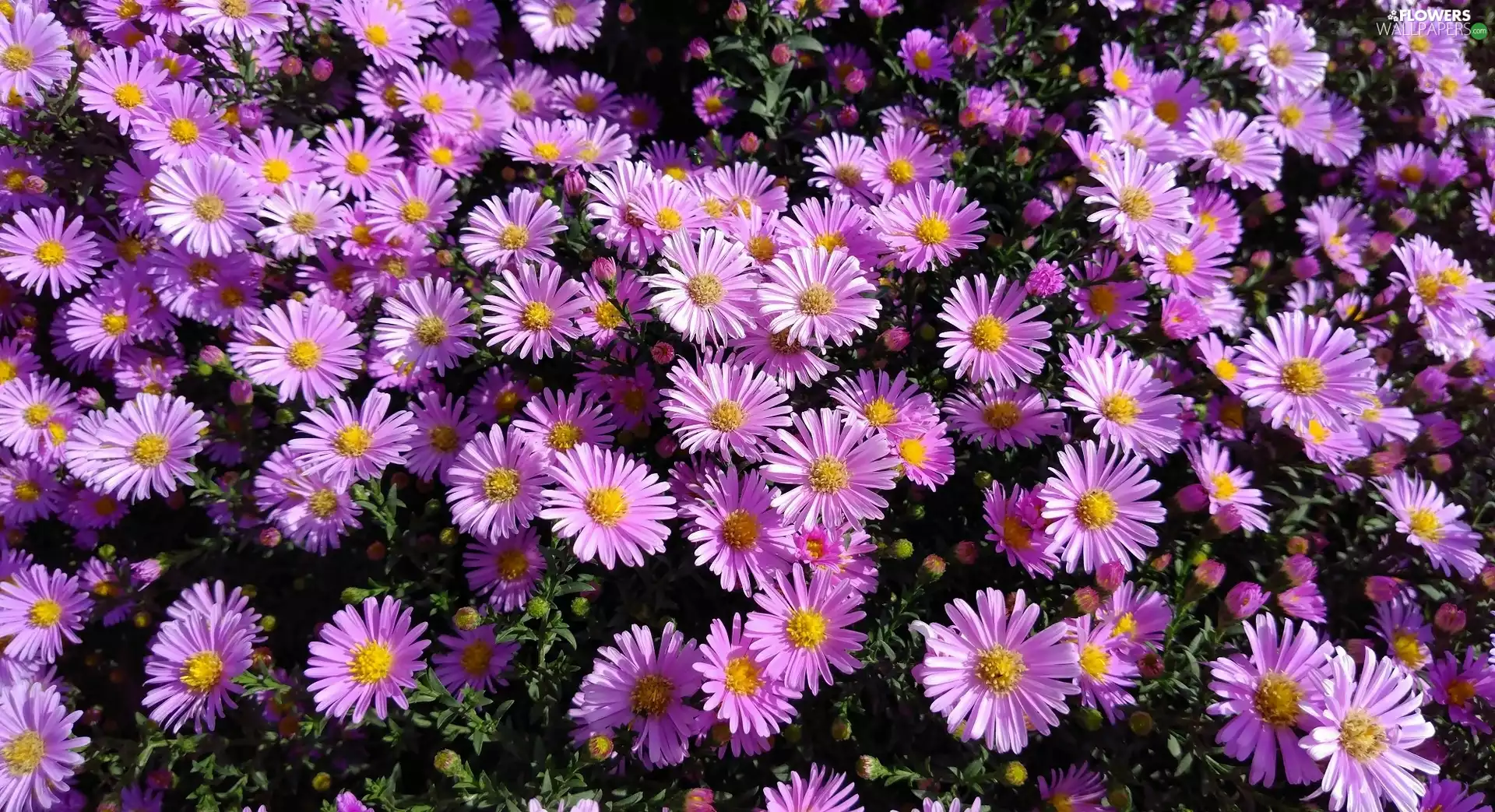 Astra, Flowers, Autumn