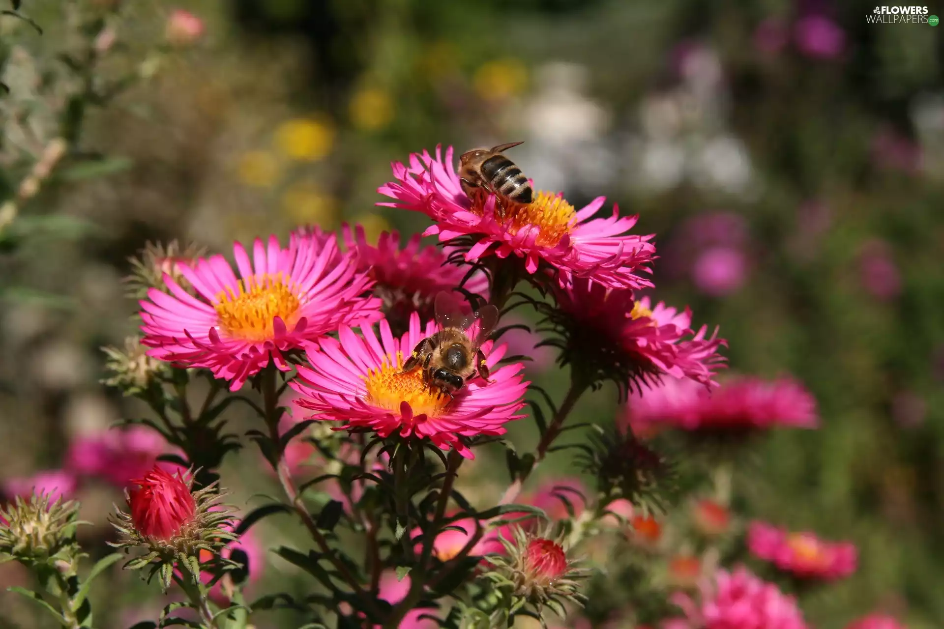 Astra, Bees