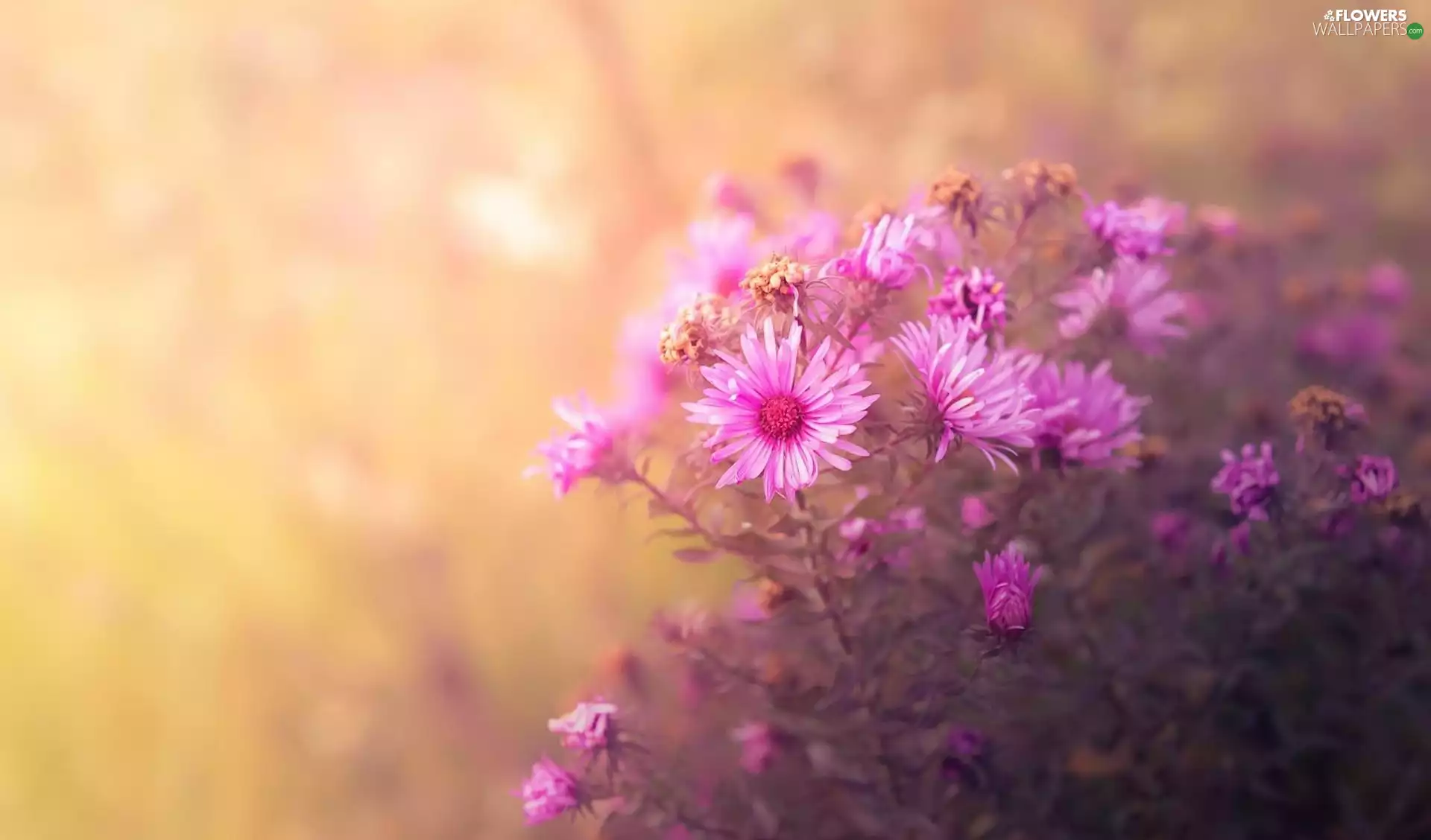 Flowers, Astra, blurry background, Pink
