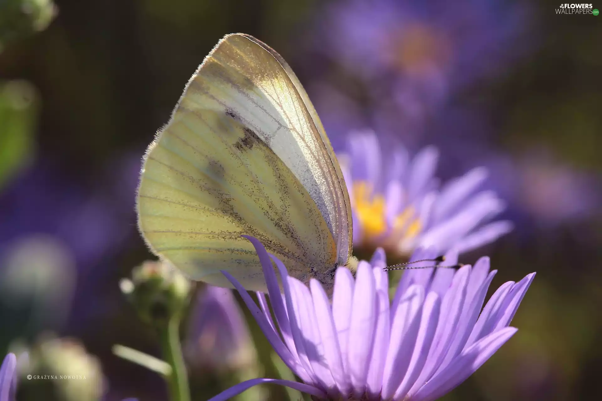 Astra, butterfly, Cabbage