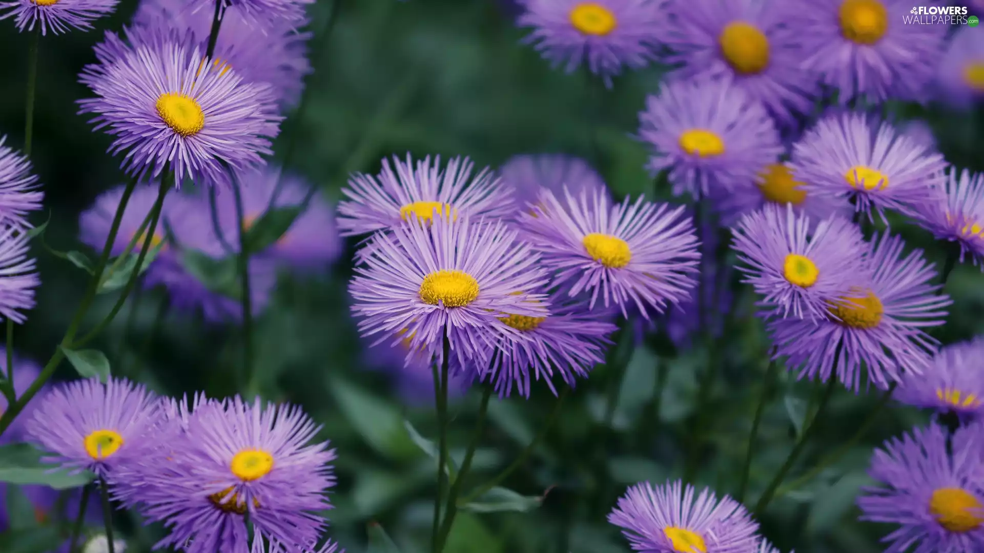 Florescence, Light Purple, Astra