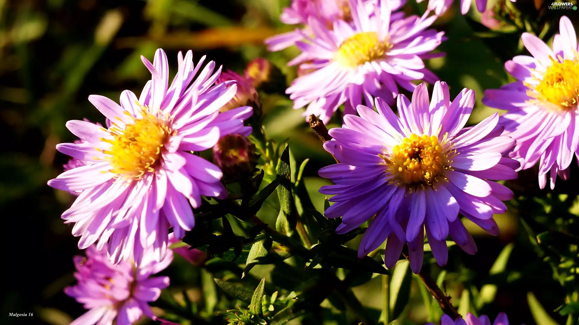 Astra, purple, flourishing