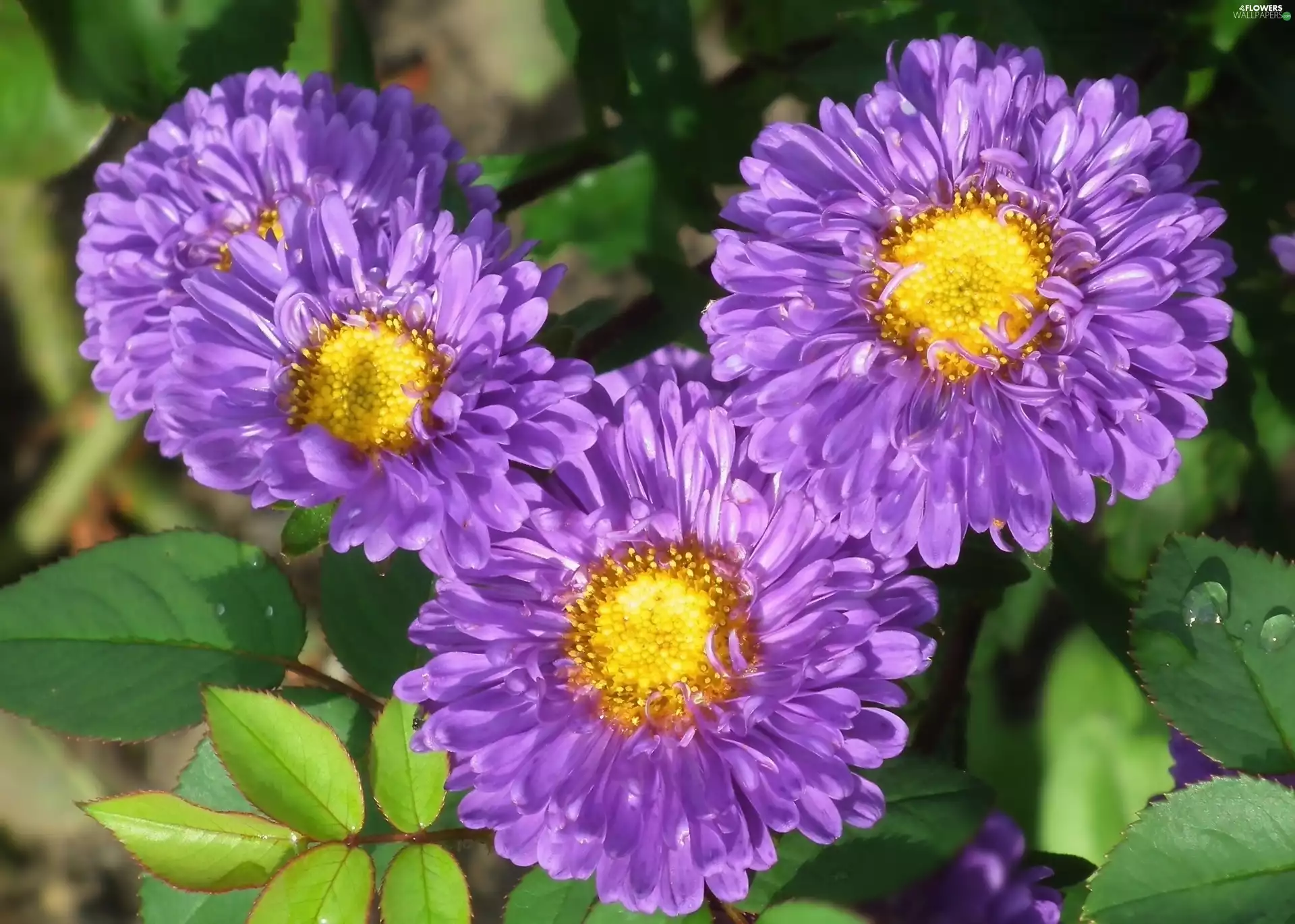 Astra, nature, Flowers