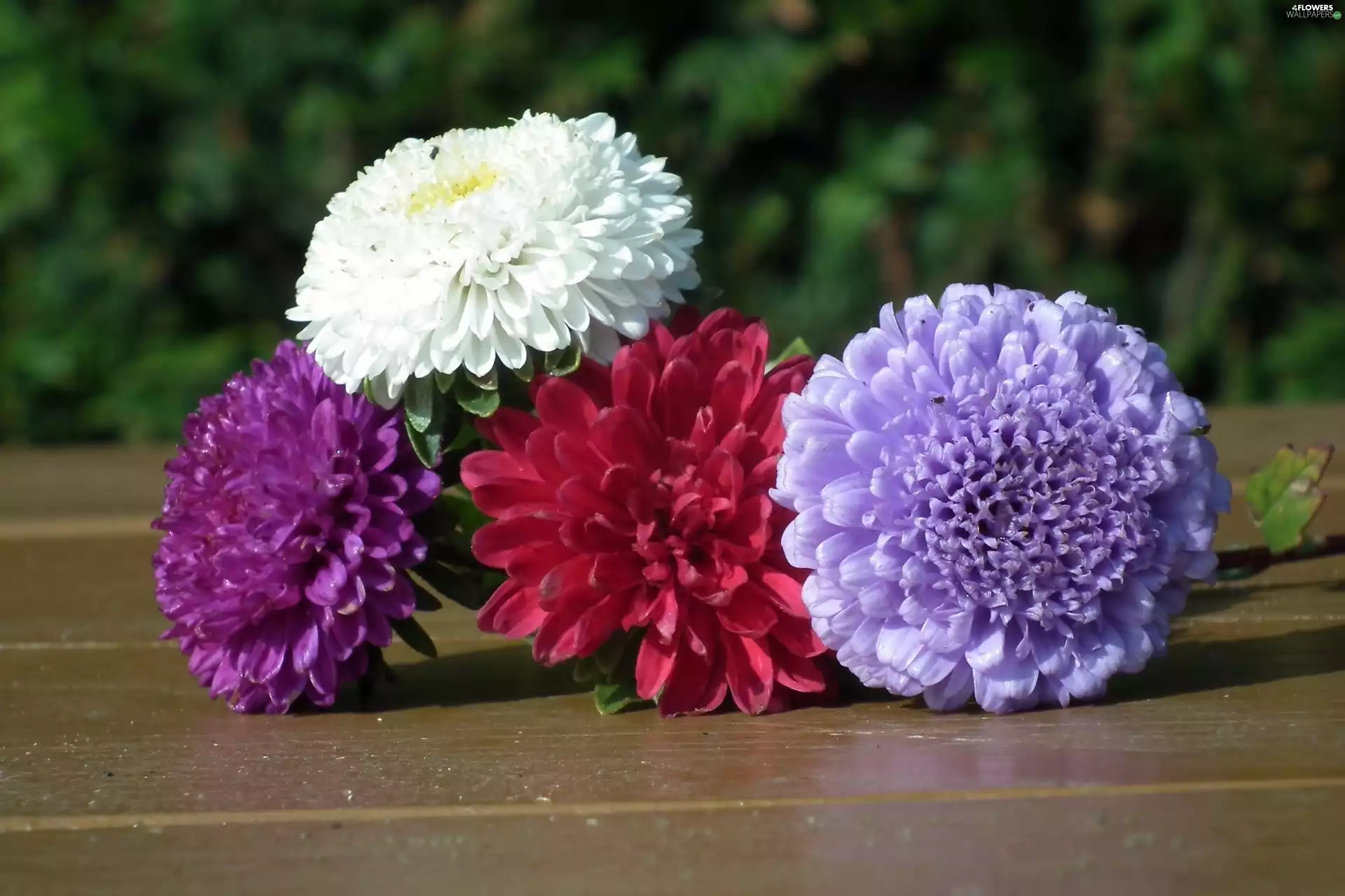 Astra, nature, Flowers