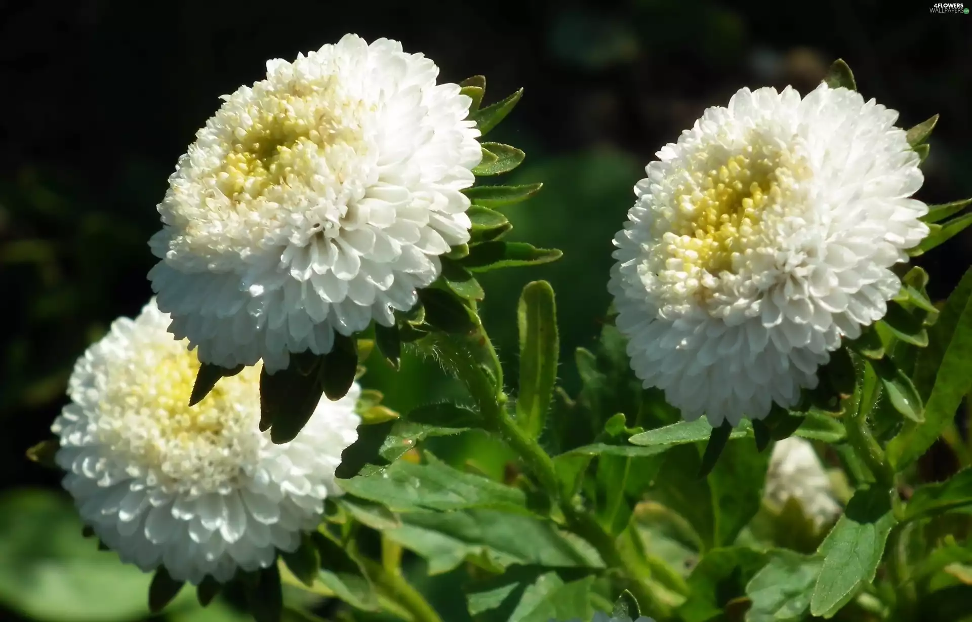 Astra, nature, Flowers