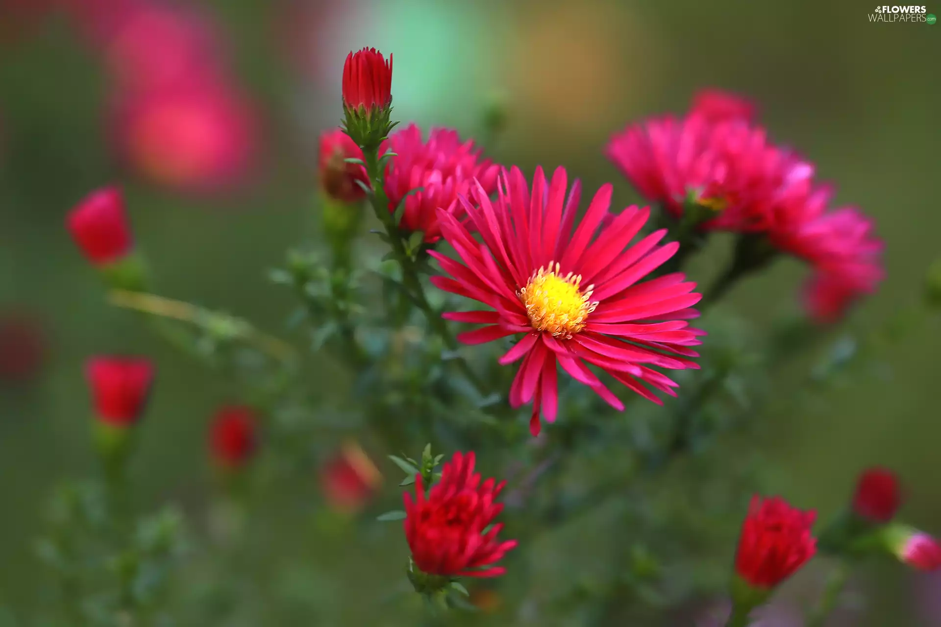 Flowers, dark pink, Astra
