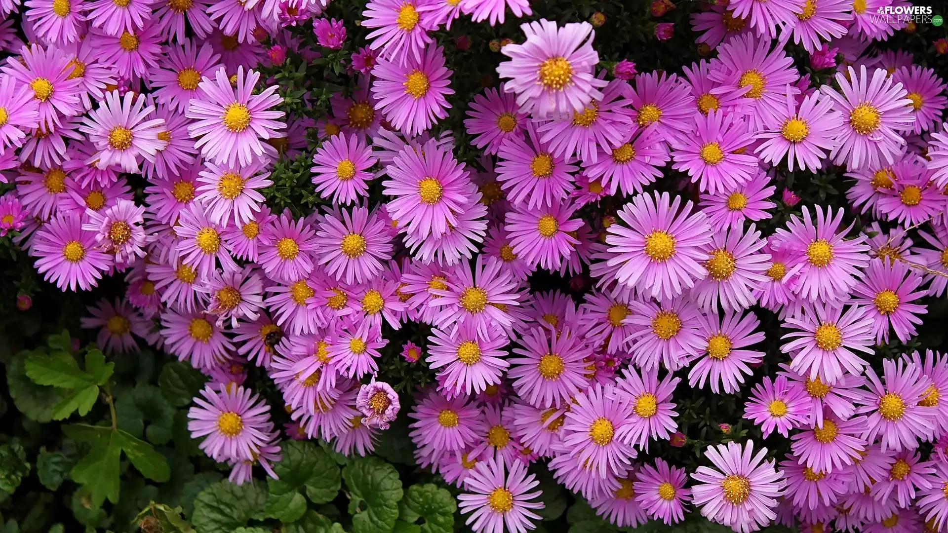 Astra, Pink, Flowers