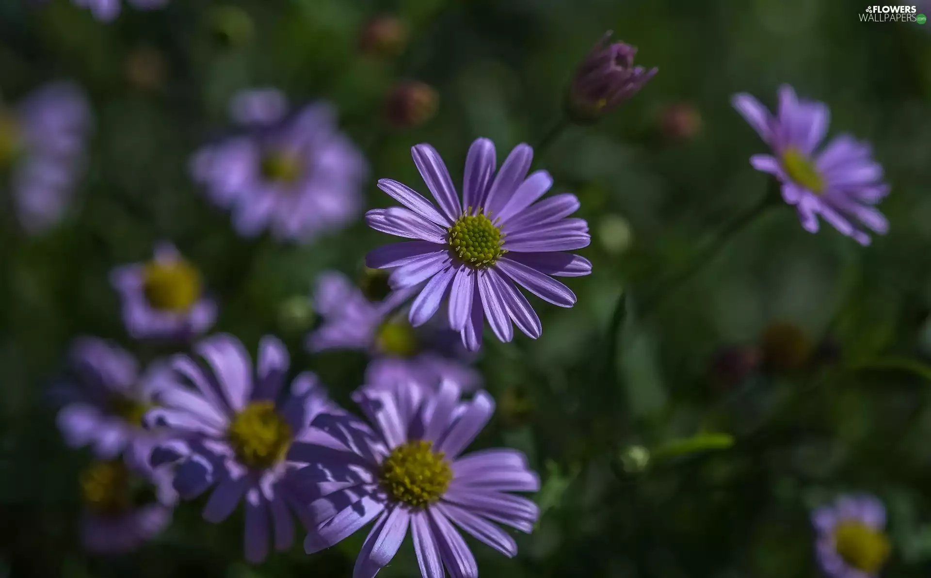 Astra, purple, Flowers