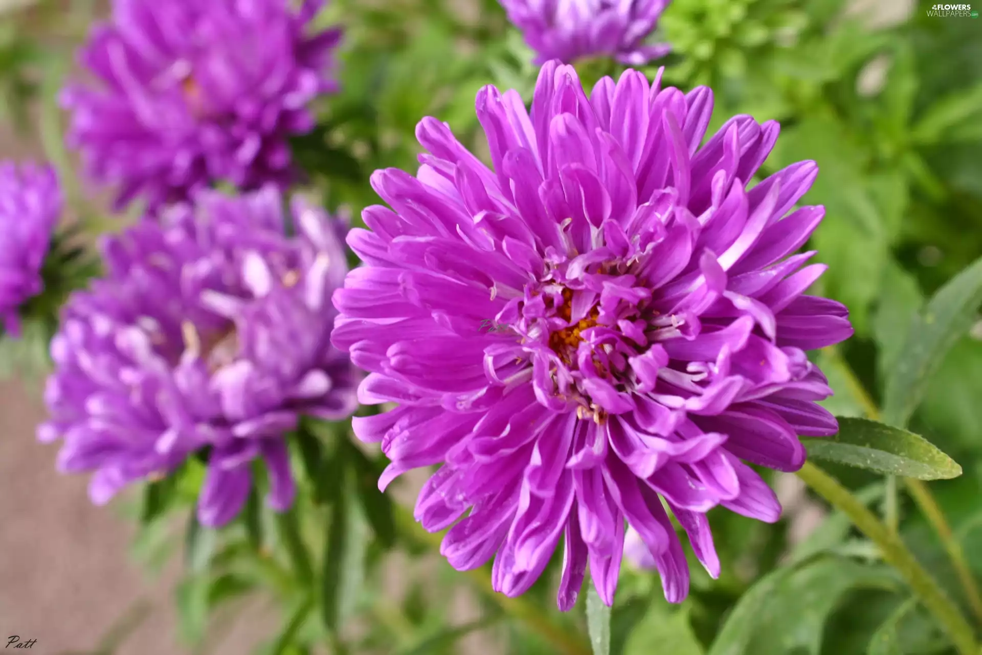 Astra, purple, Flowers